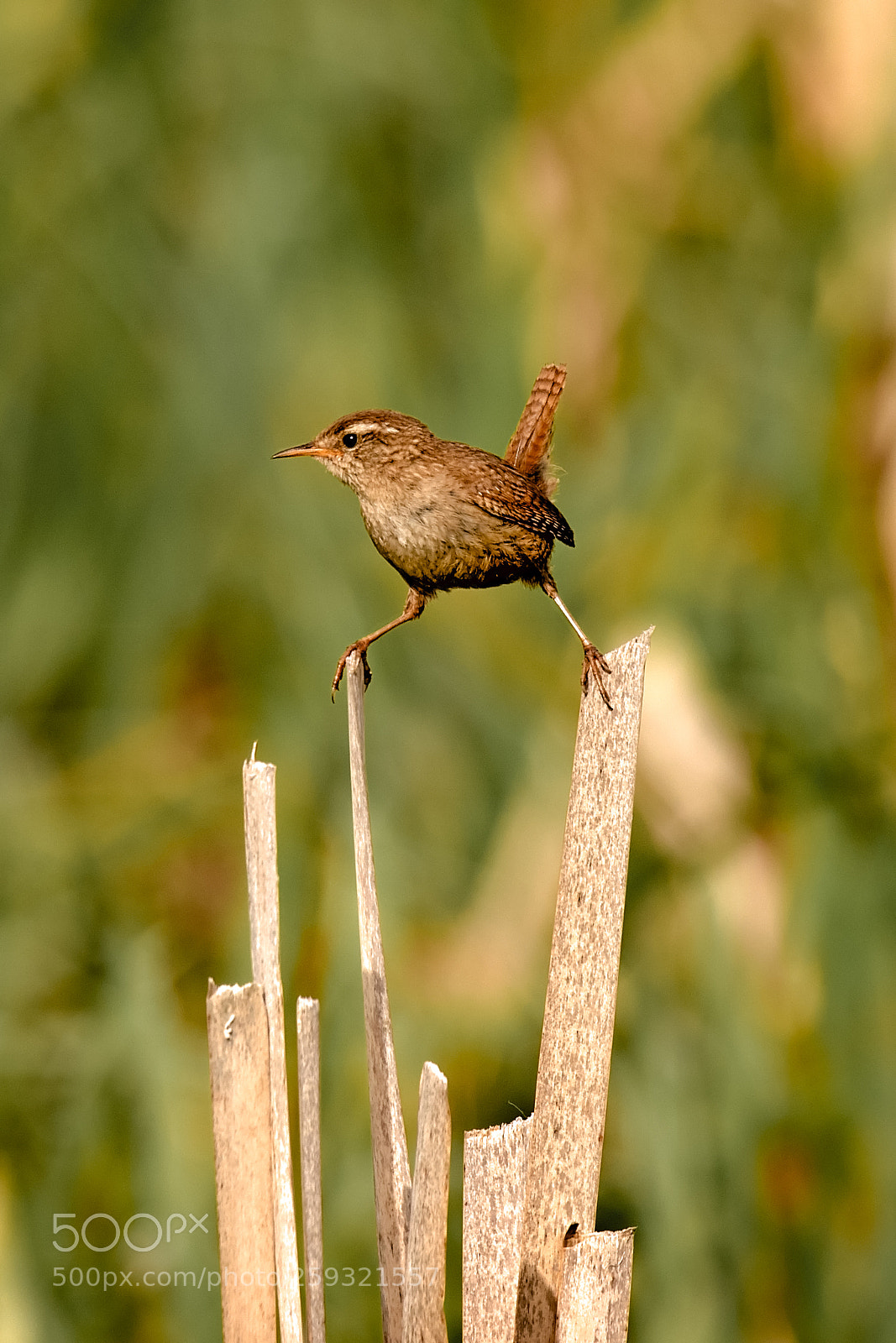 Canon EOS 7D Mark II sample photo. Astride.jpg photography