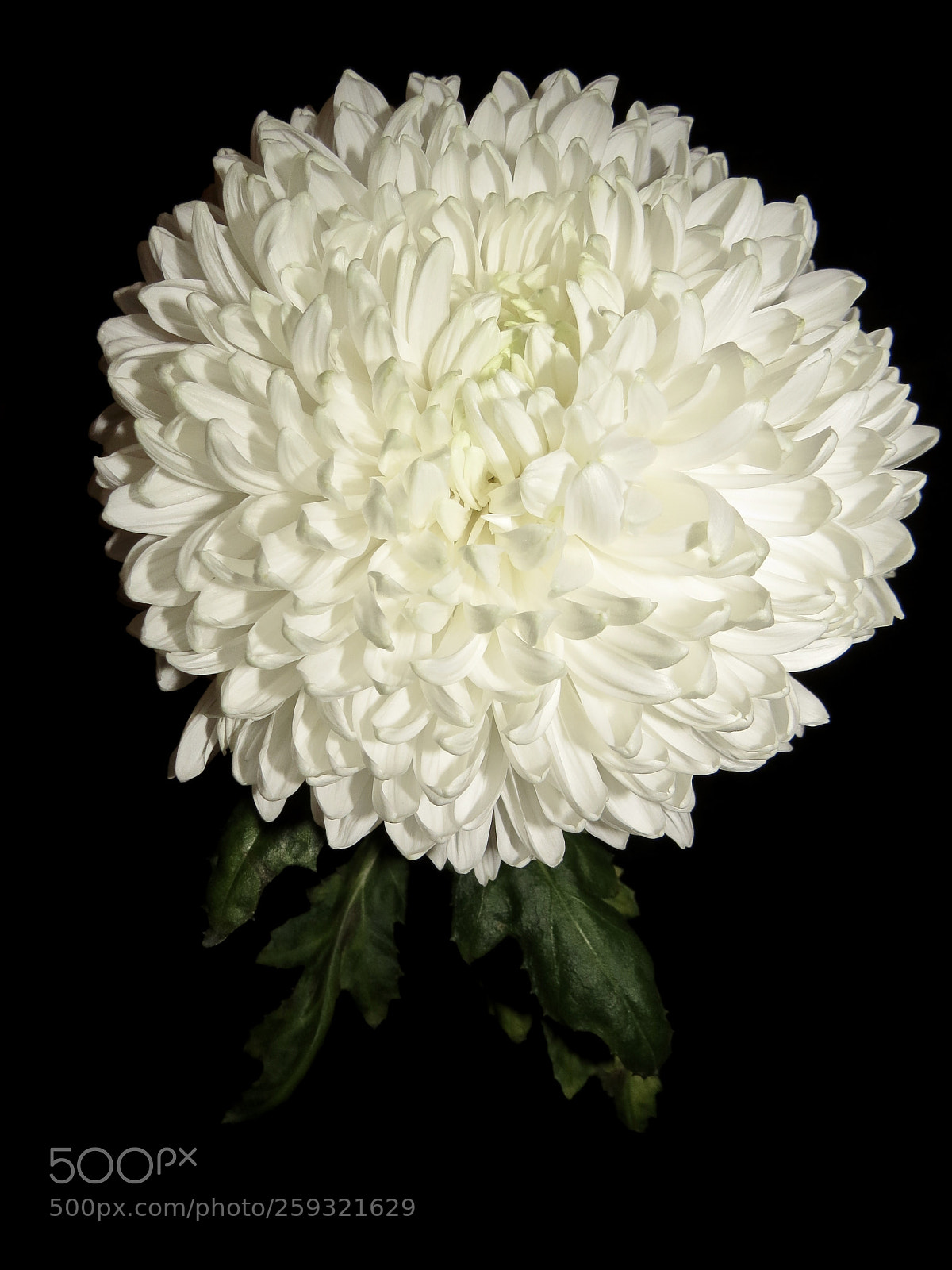 Canon PowerShot SX50 HS sample photo. White chrysanthemum photography