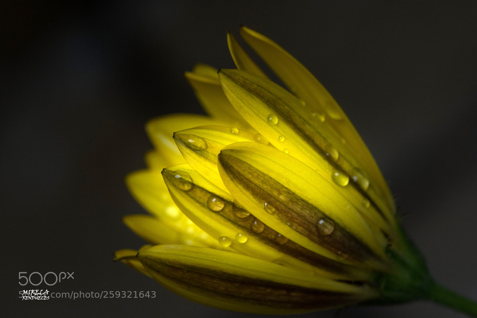 Nikon D7100 sample photo. No llores....... photography