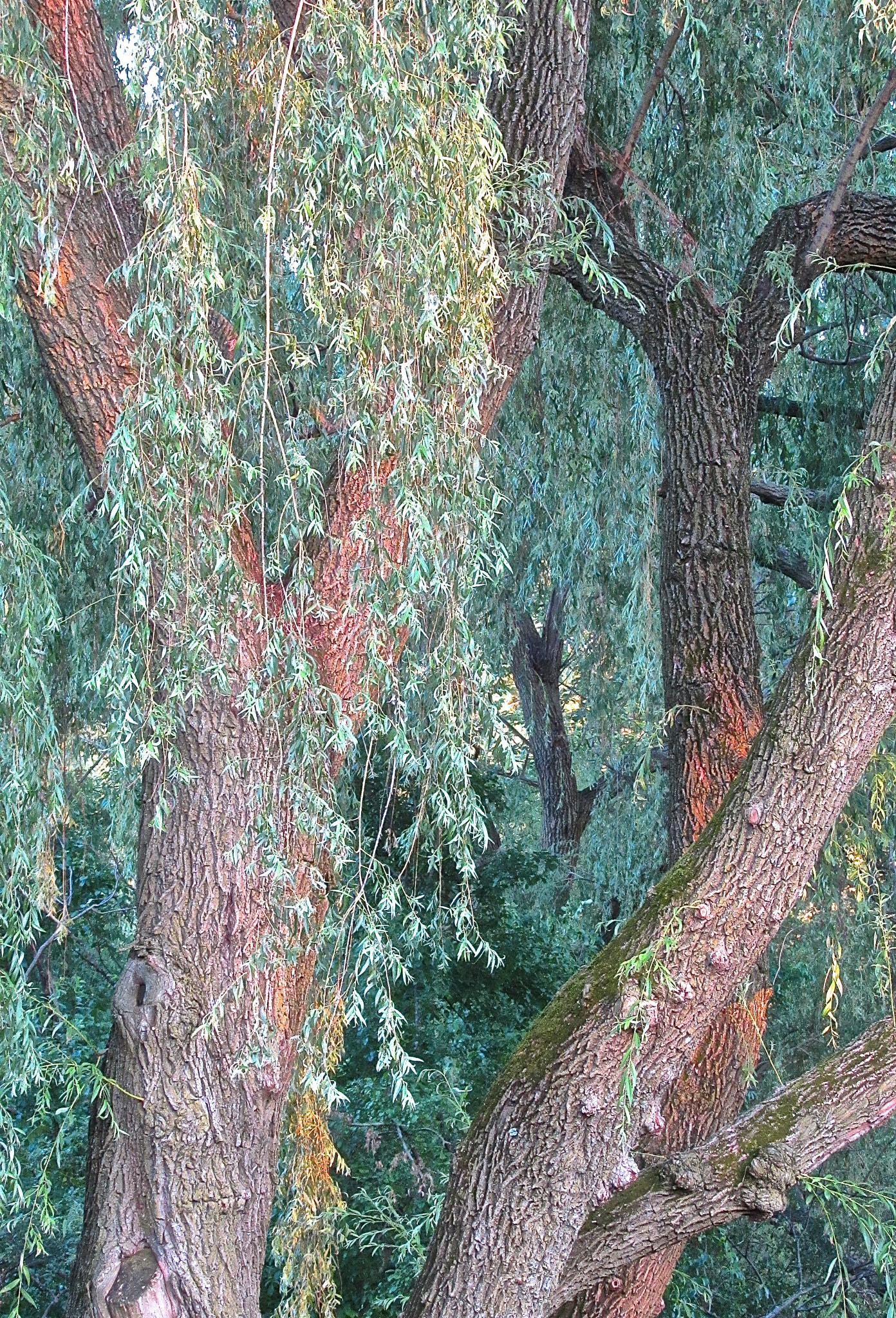 Canon PowerShot SX510 HS sample photo. I wish i was willow... photography