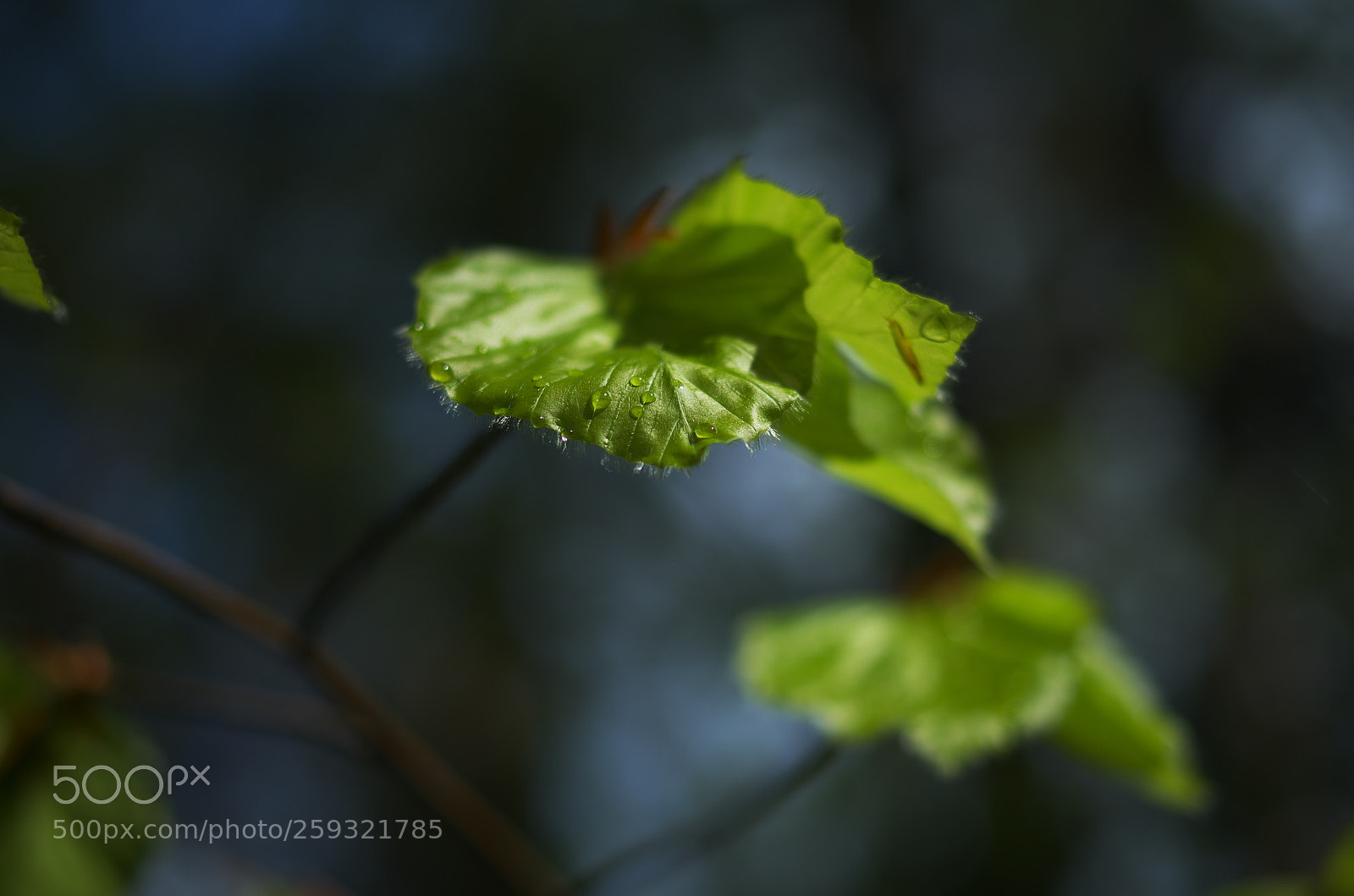 Pentax K-500 sample photo. After rain... photography