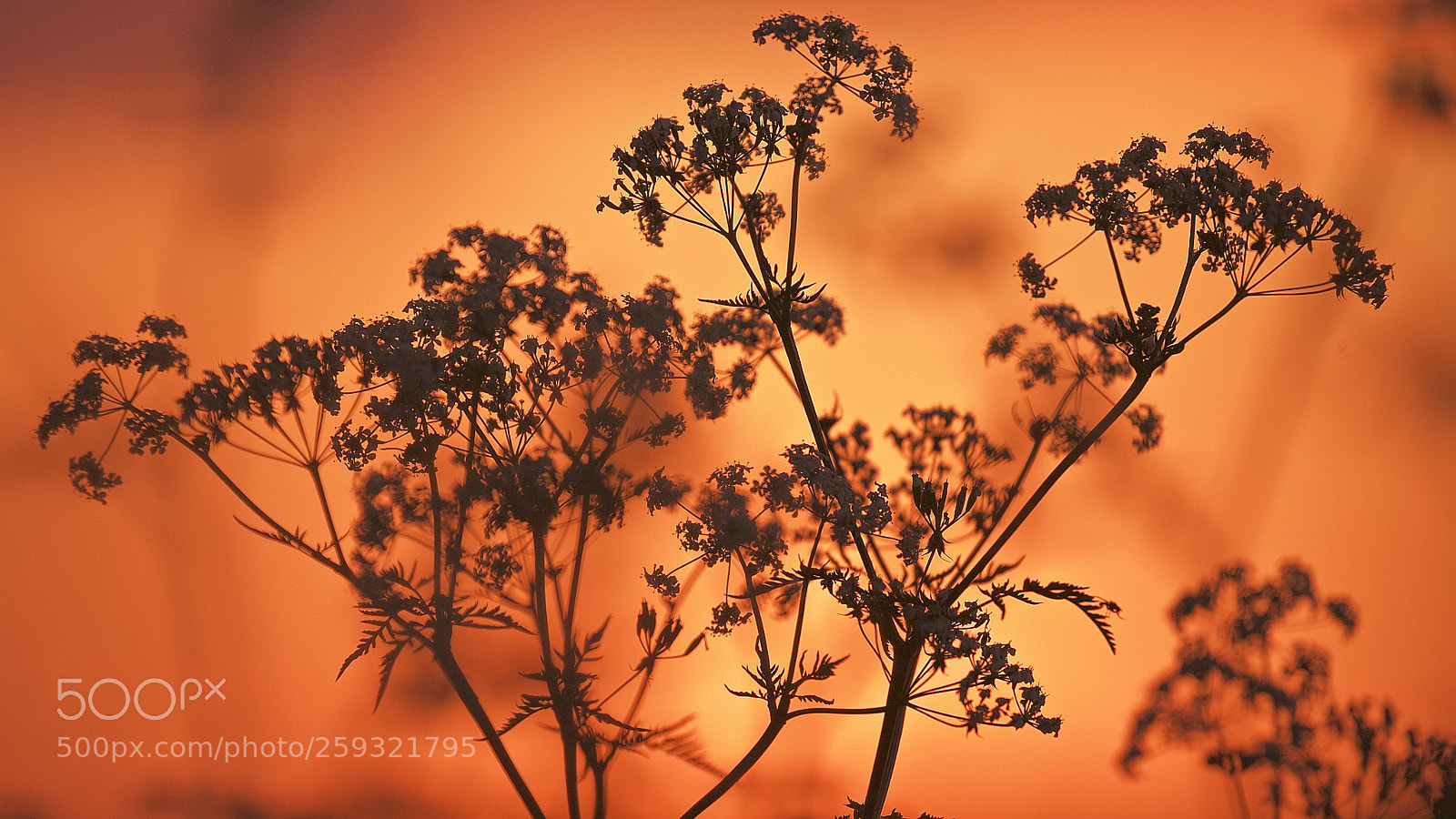 Canon EOS 5D Mark II sample photo. Cow parsley at sunset photography
