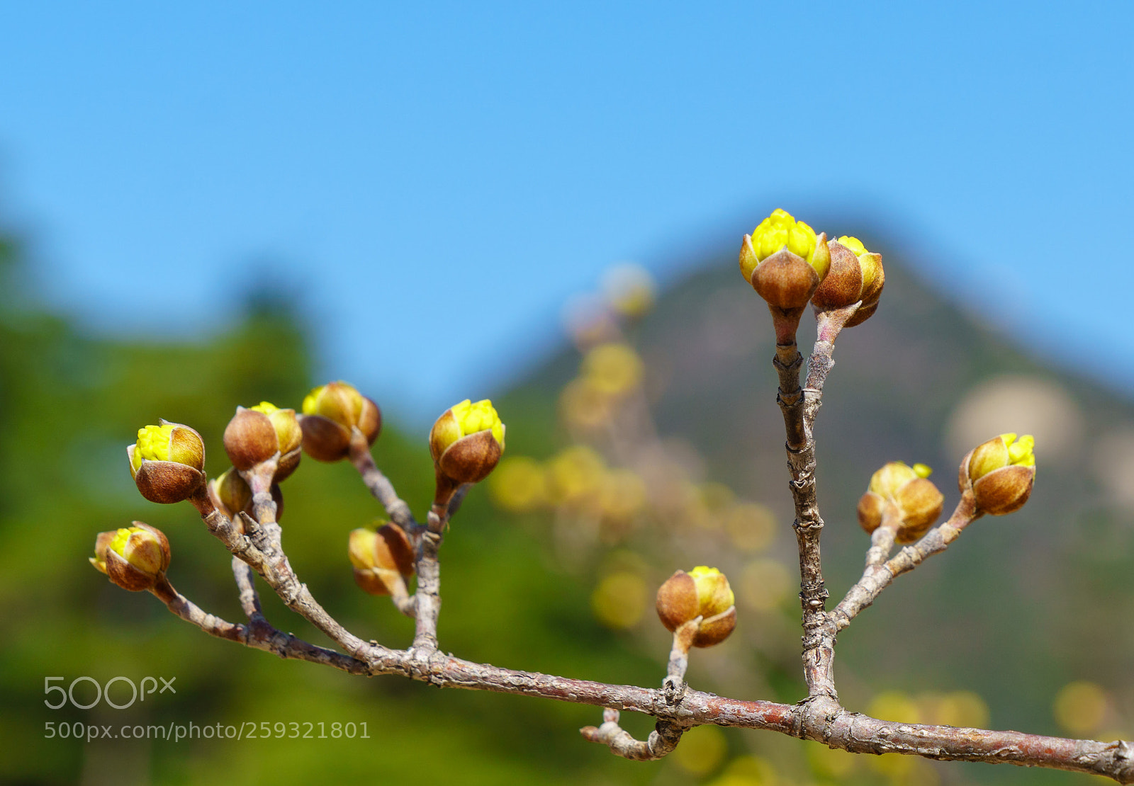 Sony a6300 sample photo. Cornelian cherries about to photography