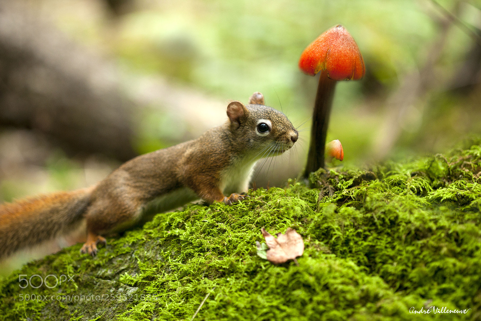 Canon EOS 5D Mark II sample photo. Mushrooms mount photography
