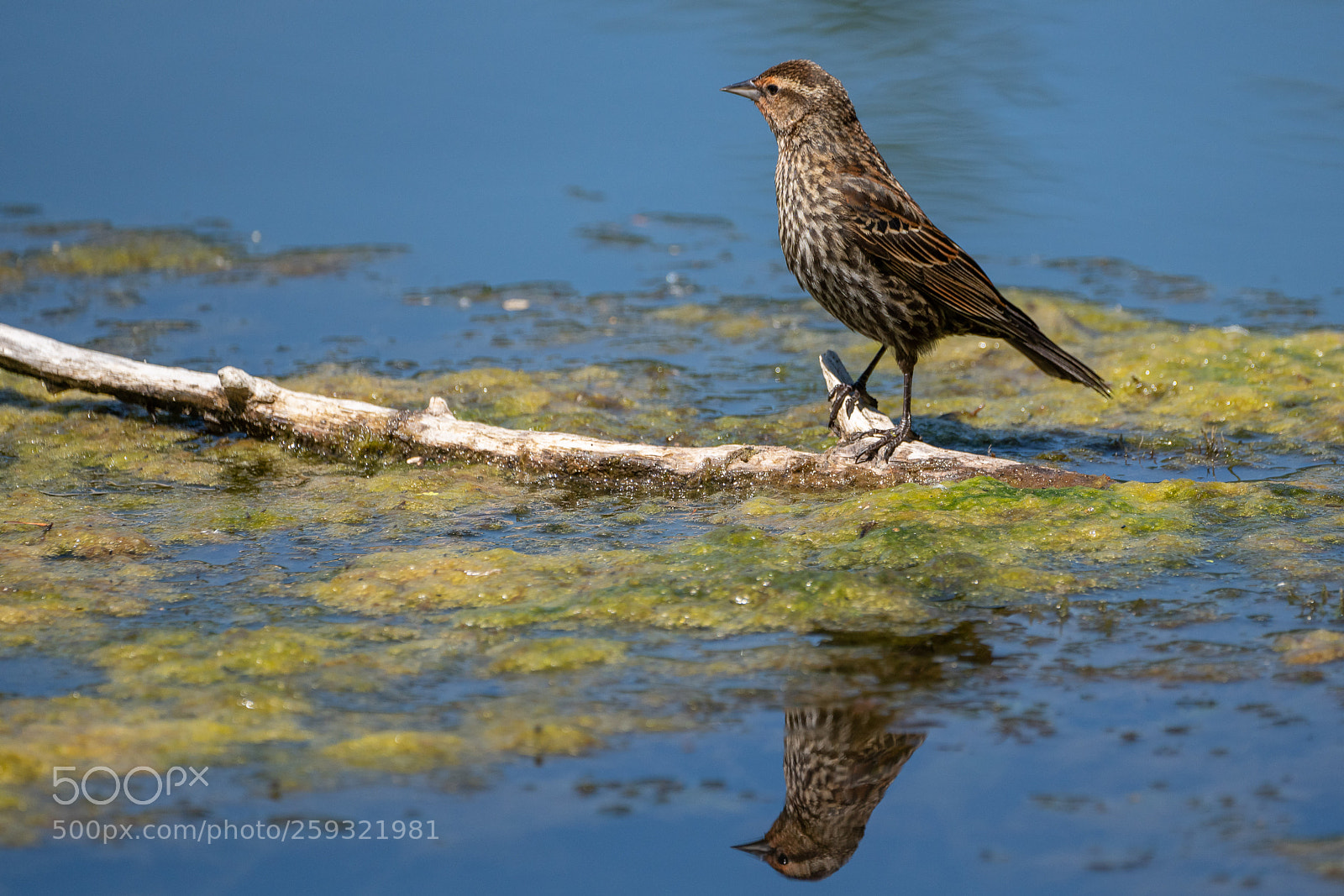 Sony a7R III sample photo. Bird photography