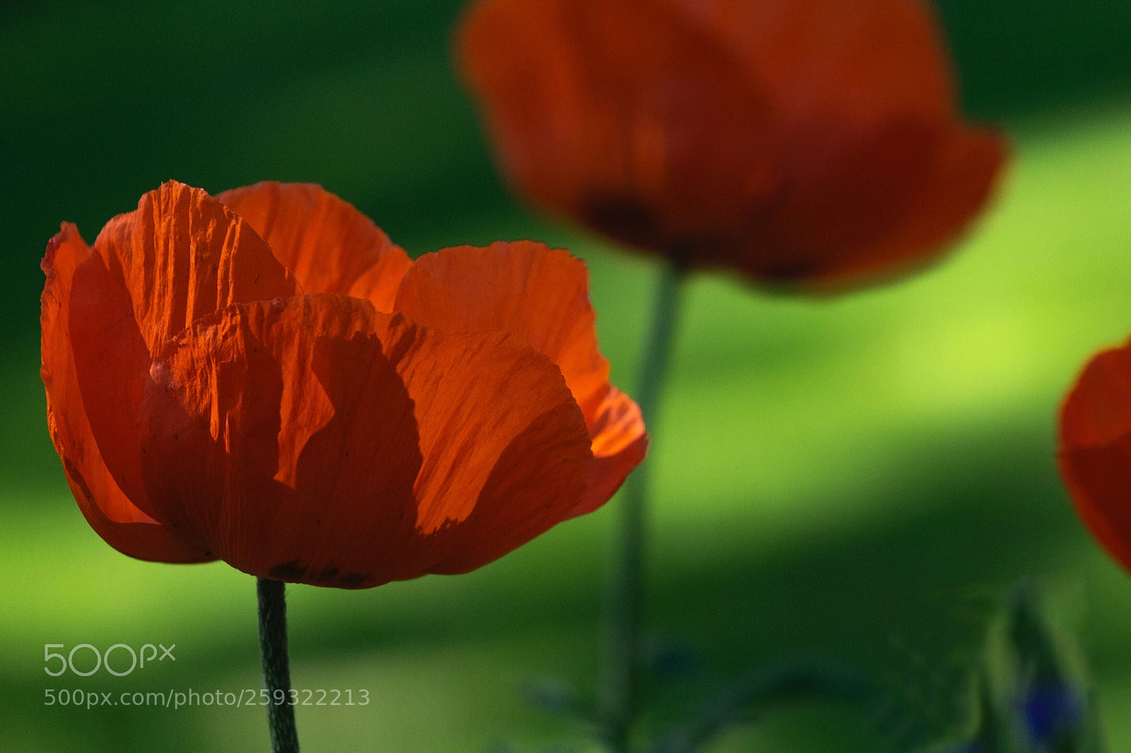 Fujifilm X-T1 sample photo. Poppy close and still photography