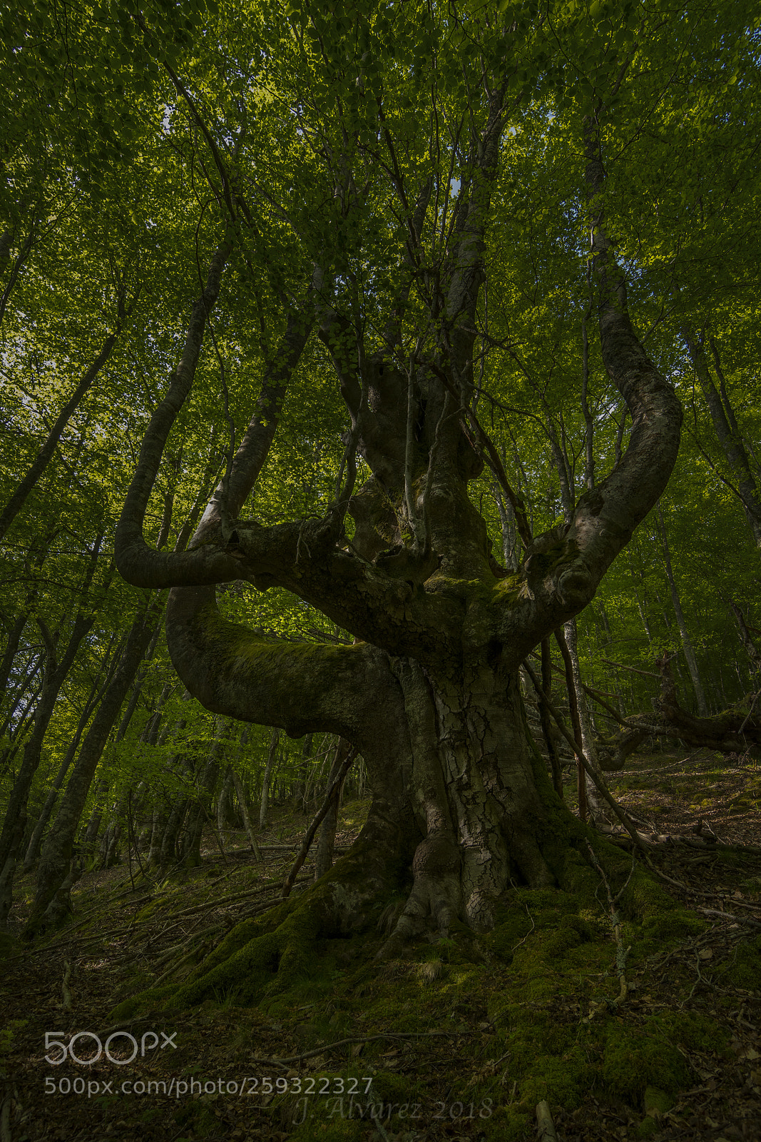 Nikon D7100 sample photo. The queen photography
