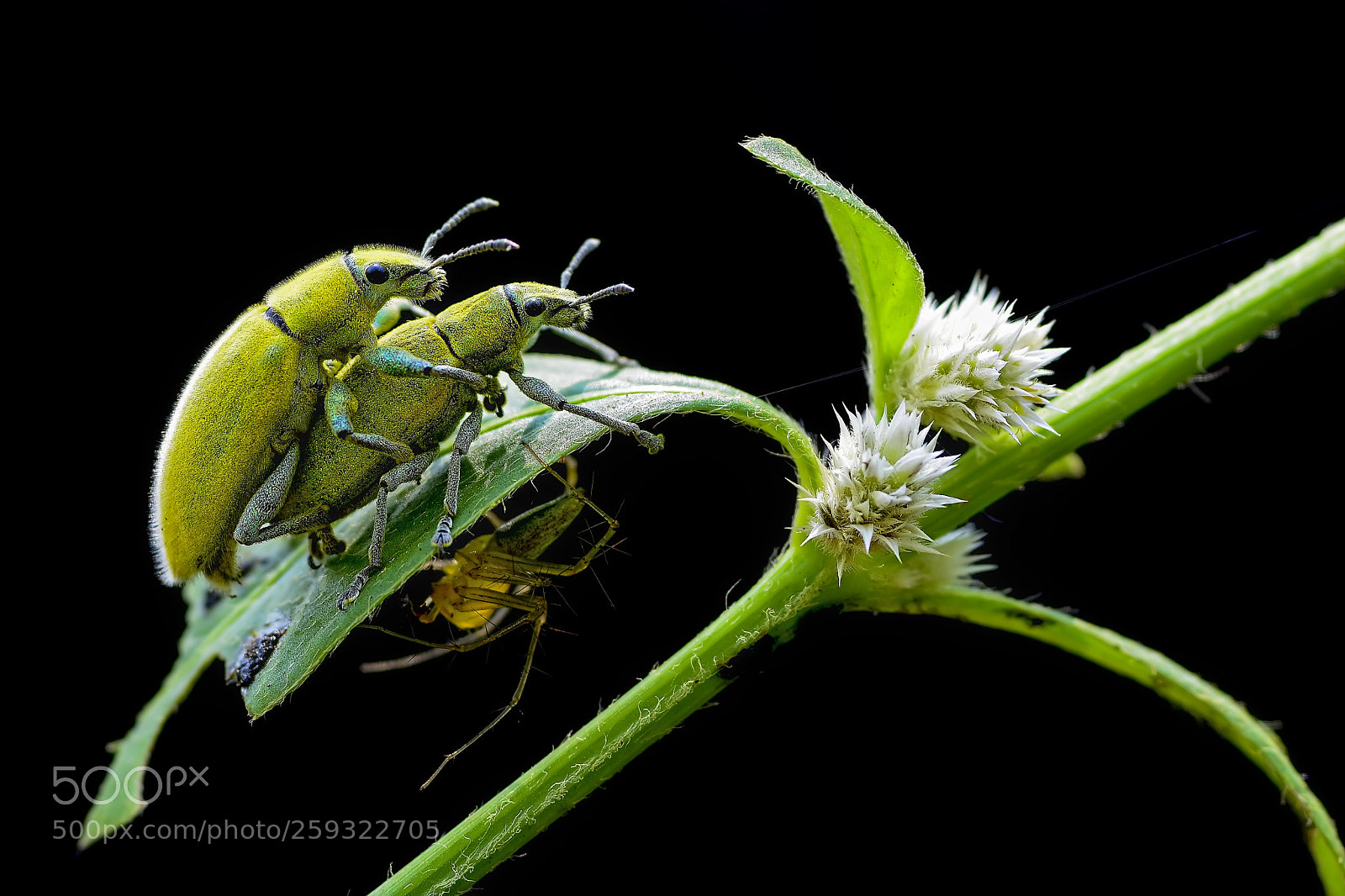 Nikon D7100 sample photo. Couple weevil. photography