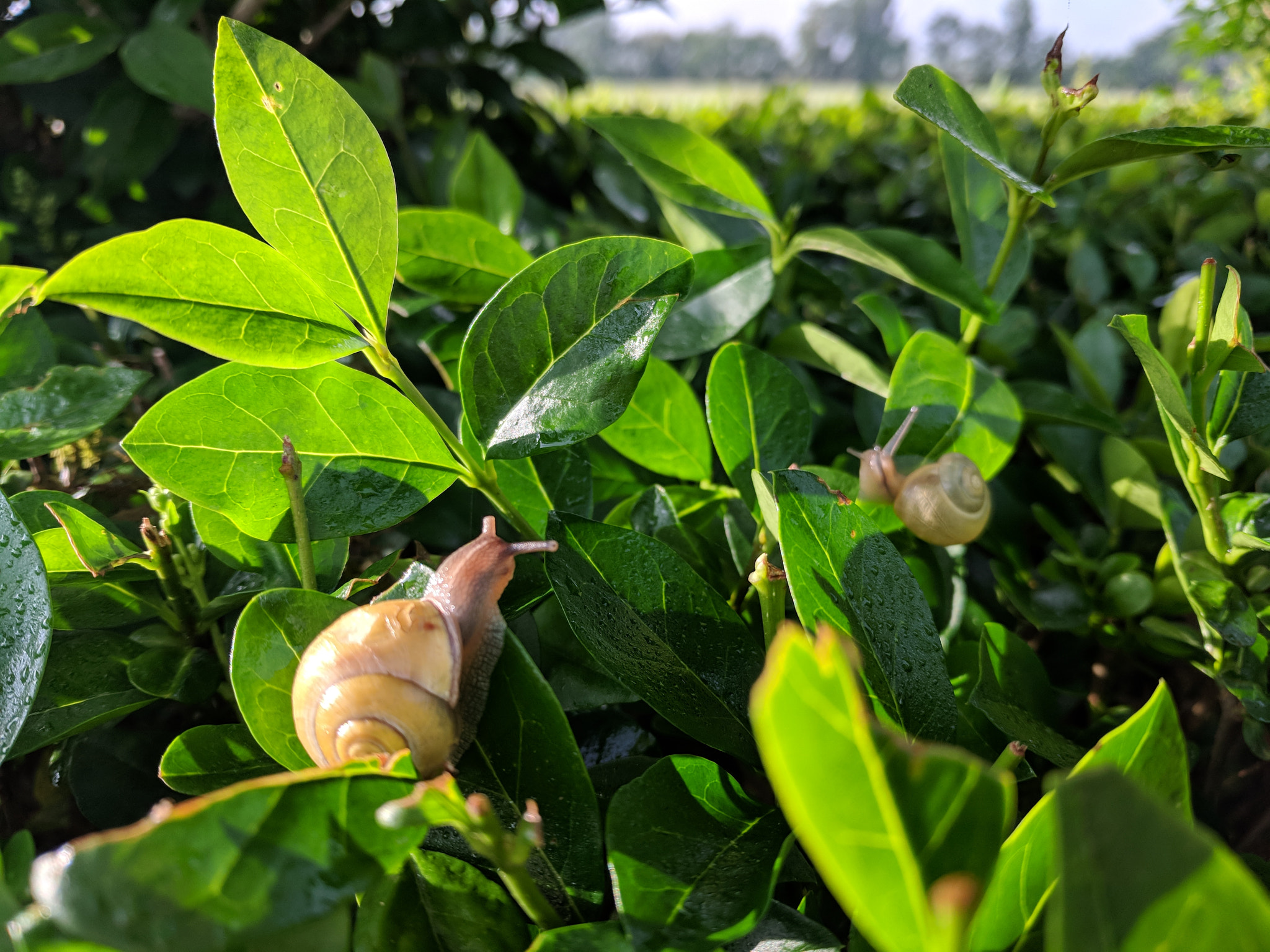 Google Pixel XL sample photo. Snails on morning ... photography