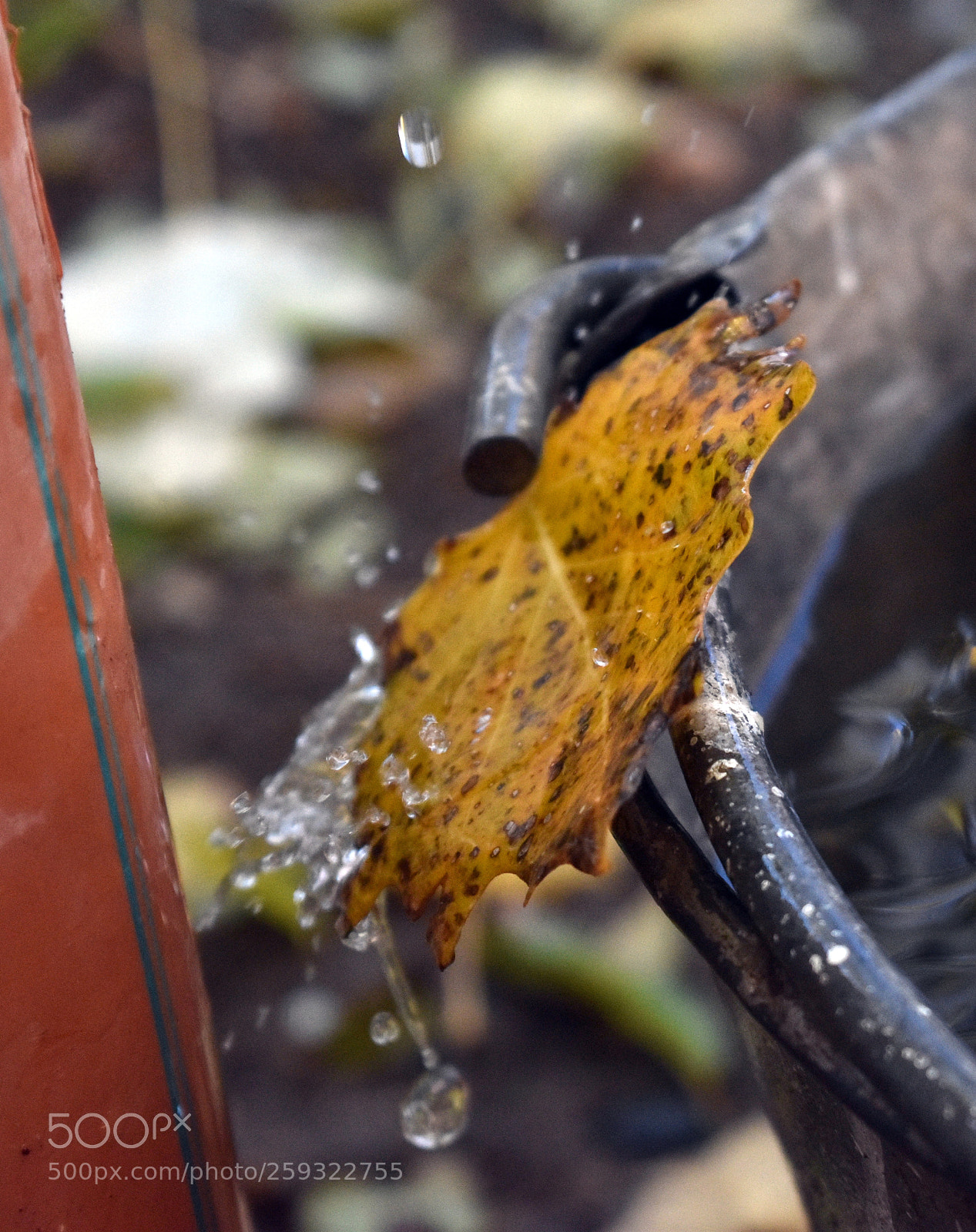 Nikon D5500 sample photo. Untitled photography