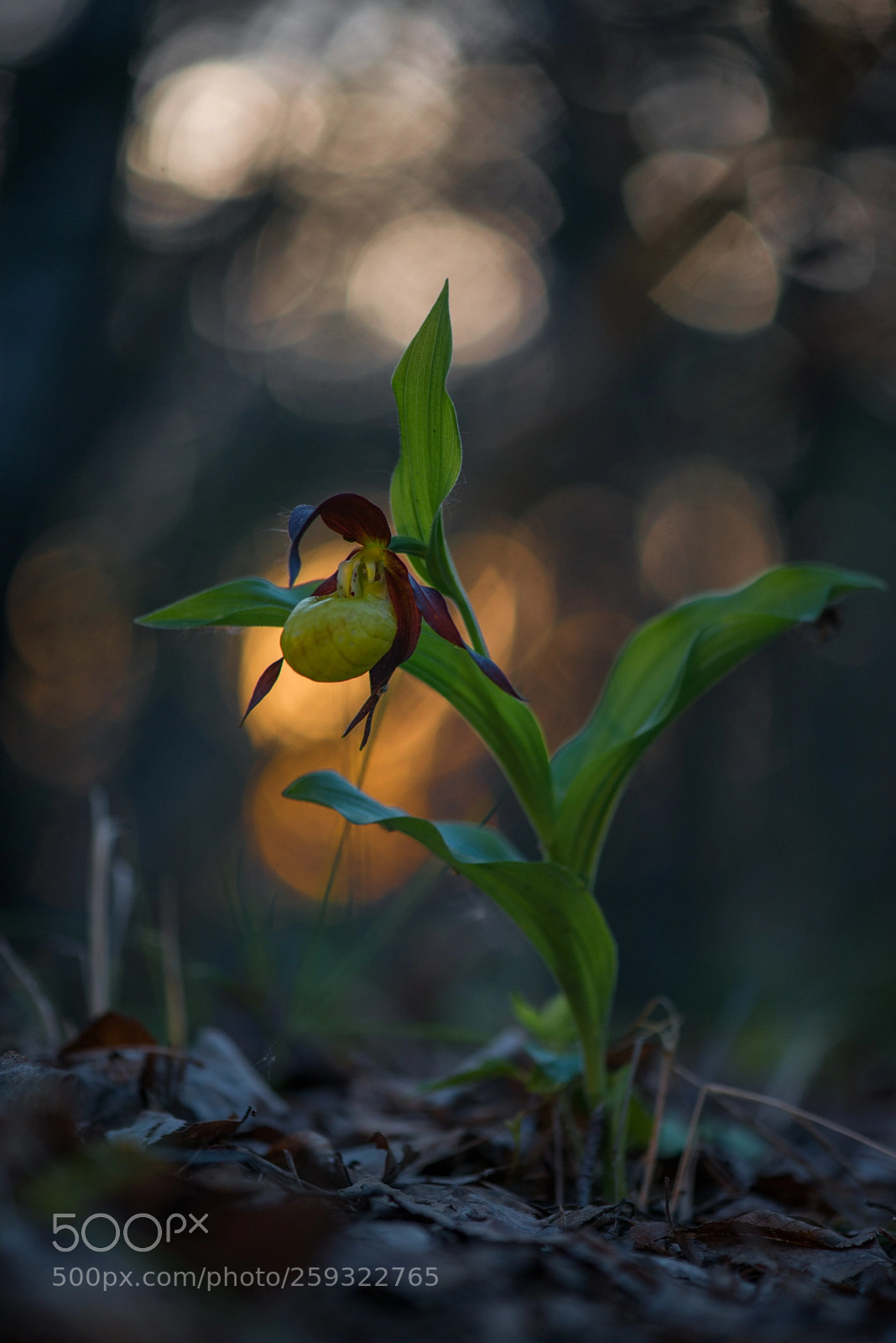 Nikon D800 sample photo. Cypripedium calceolus photography