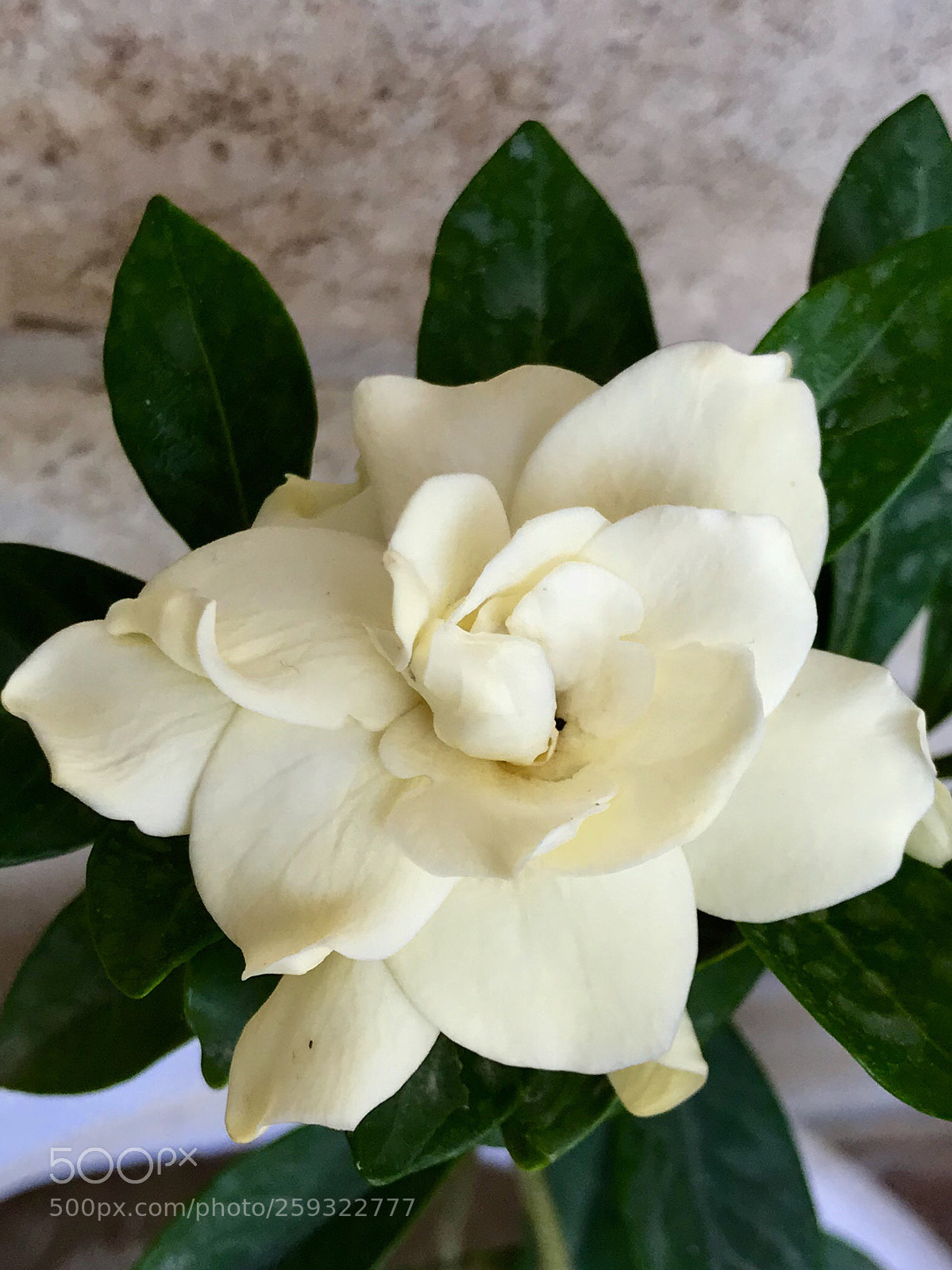 Apple iPhone 7 sample photo. Untitled photography