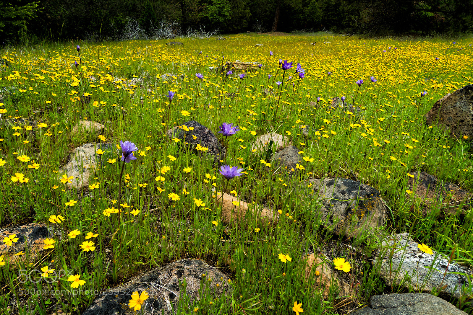 Sony a6500 sample photo. Wildflowers in lava cap photography