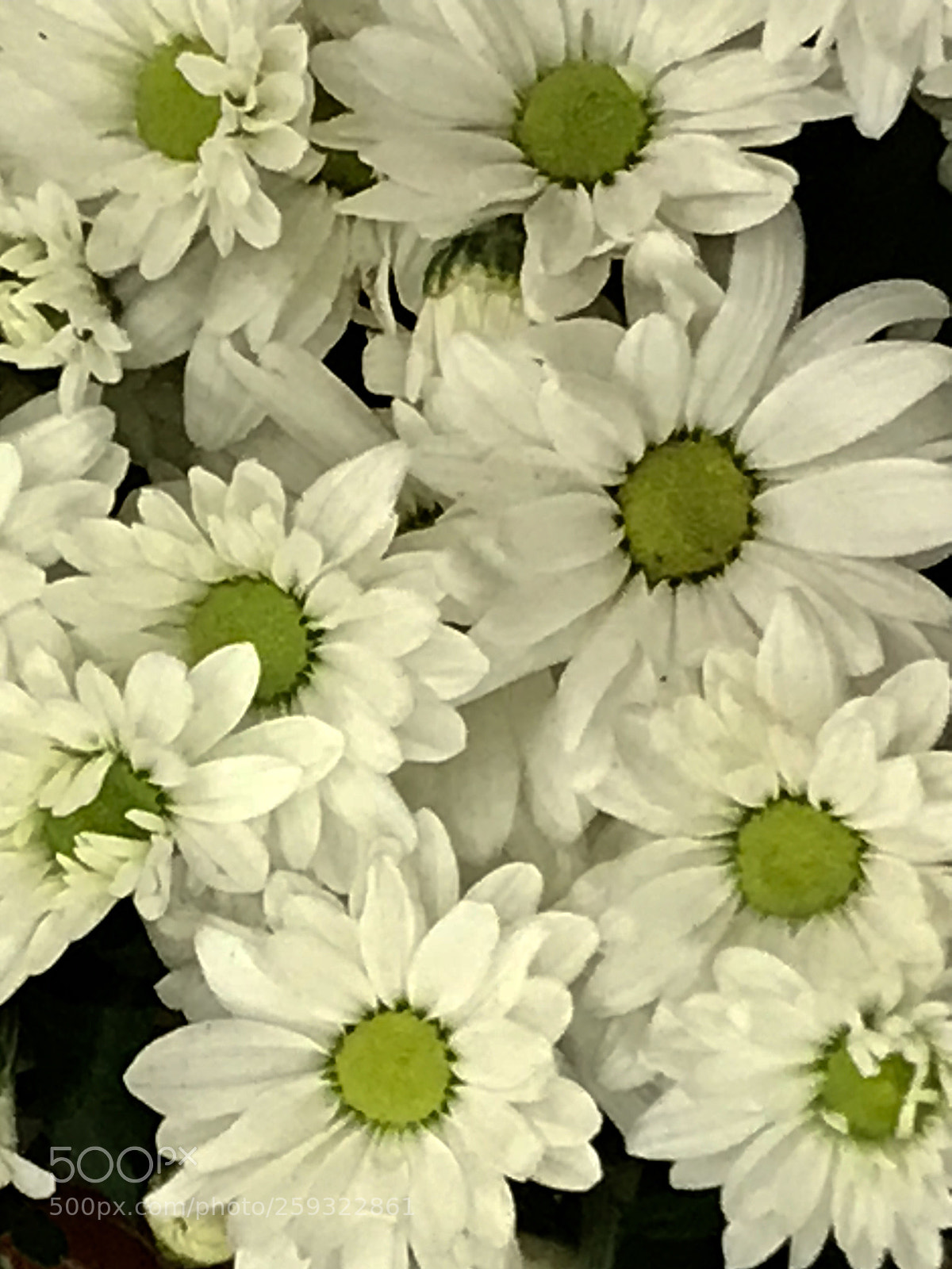 Apple iPhone 7 Plus sample photo. Daisy  photography