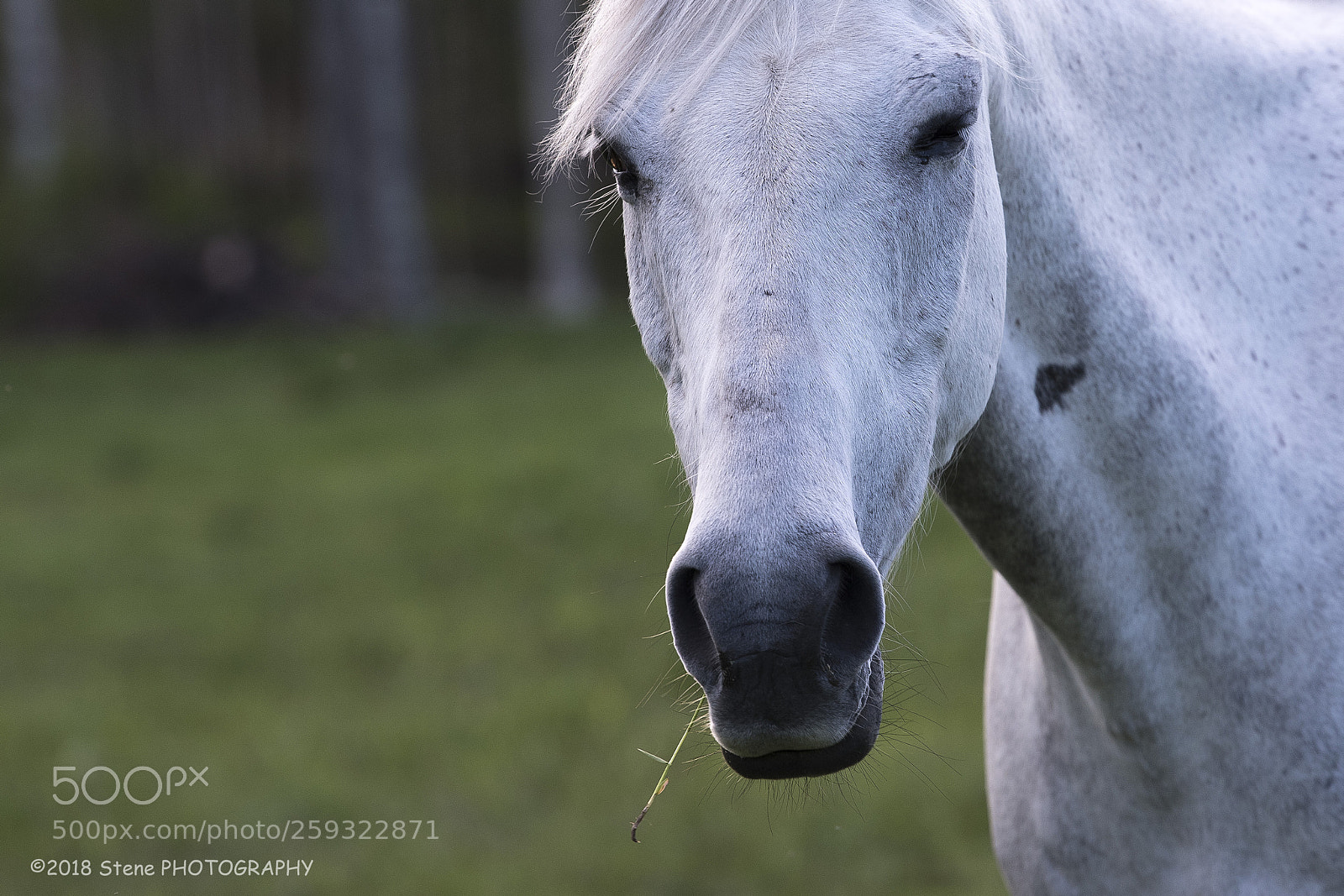 Nikon D750 sample photo. Eating photography