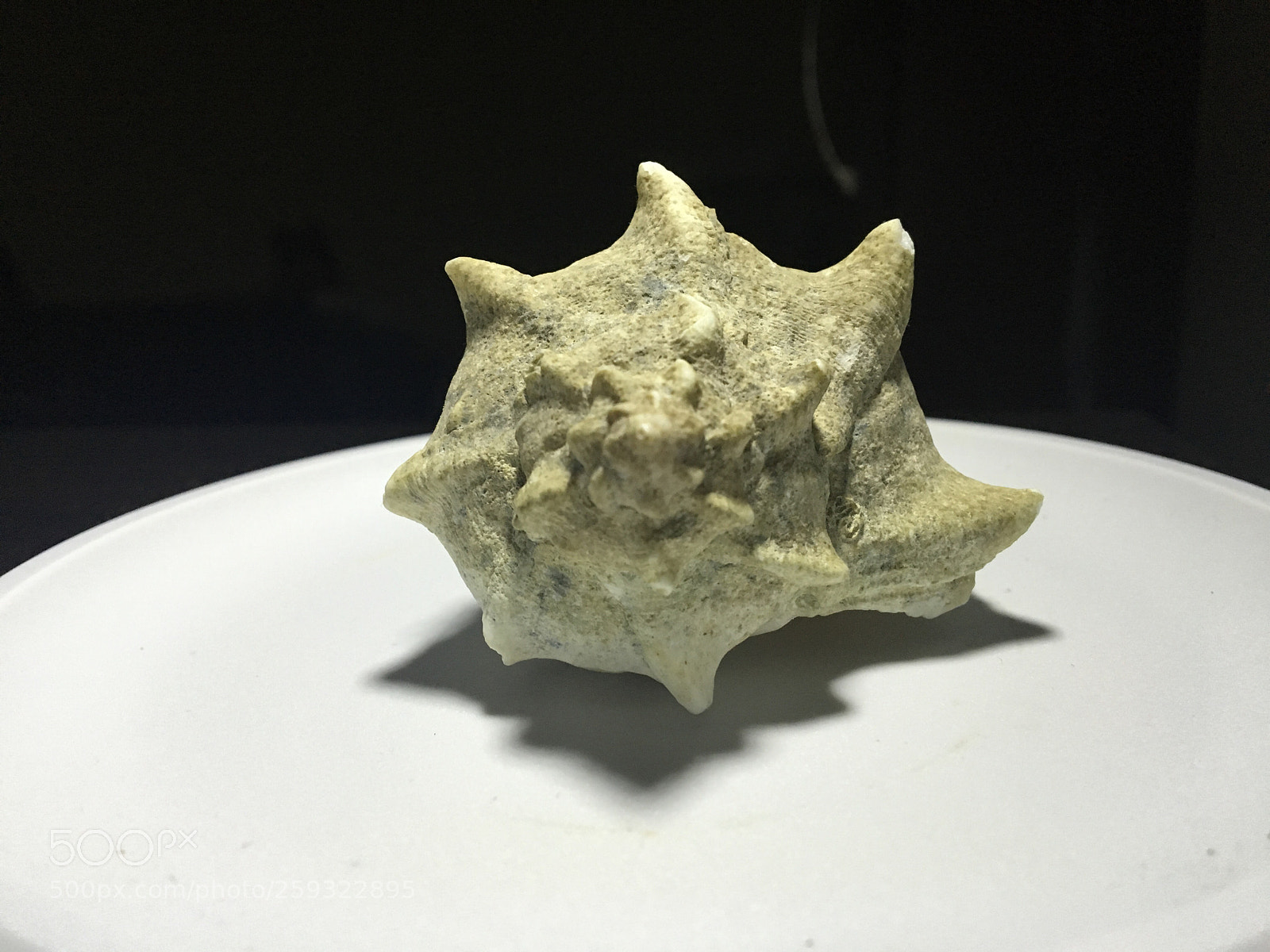 Apple iPhone 6s sample photo. Sea shell on focus.. photography