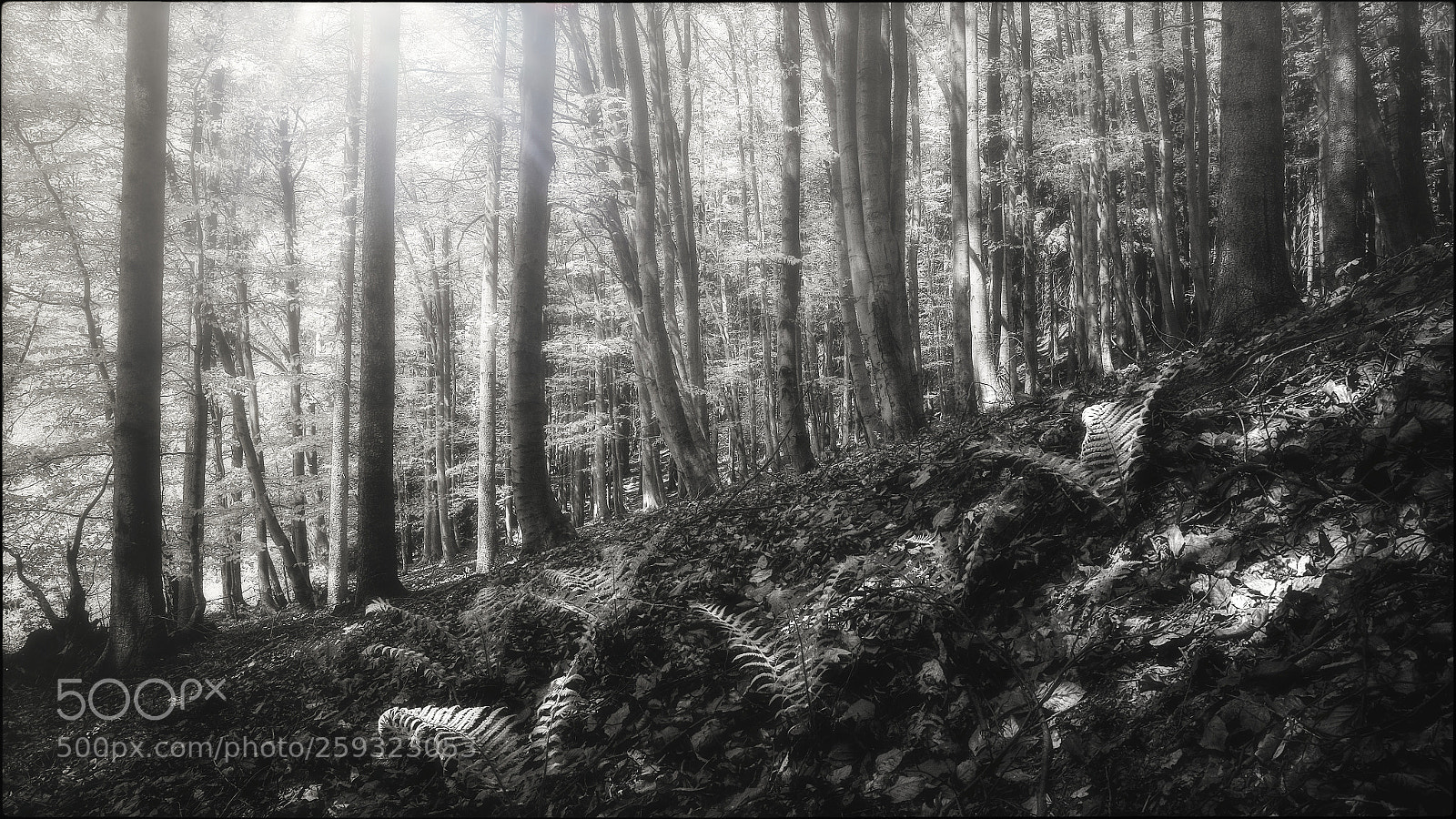 Fujifilm X-T1 sample photo. Behind the ferns photography