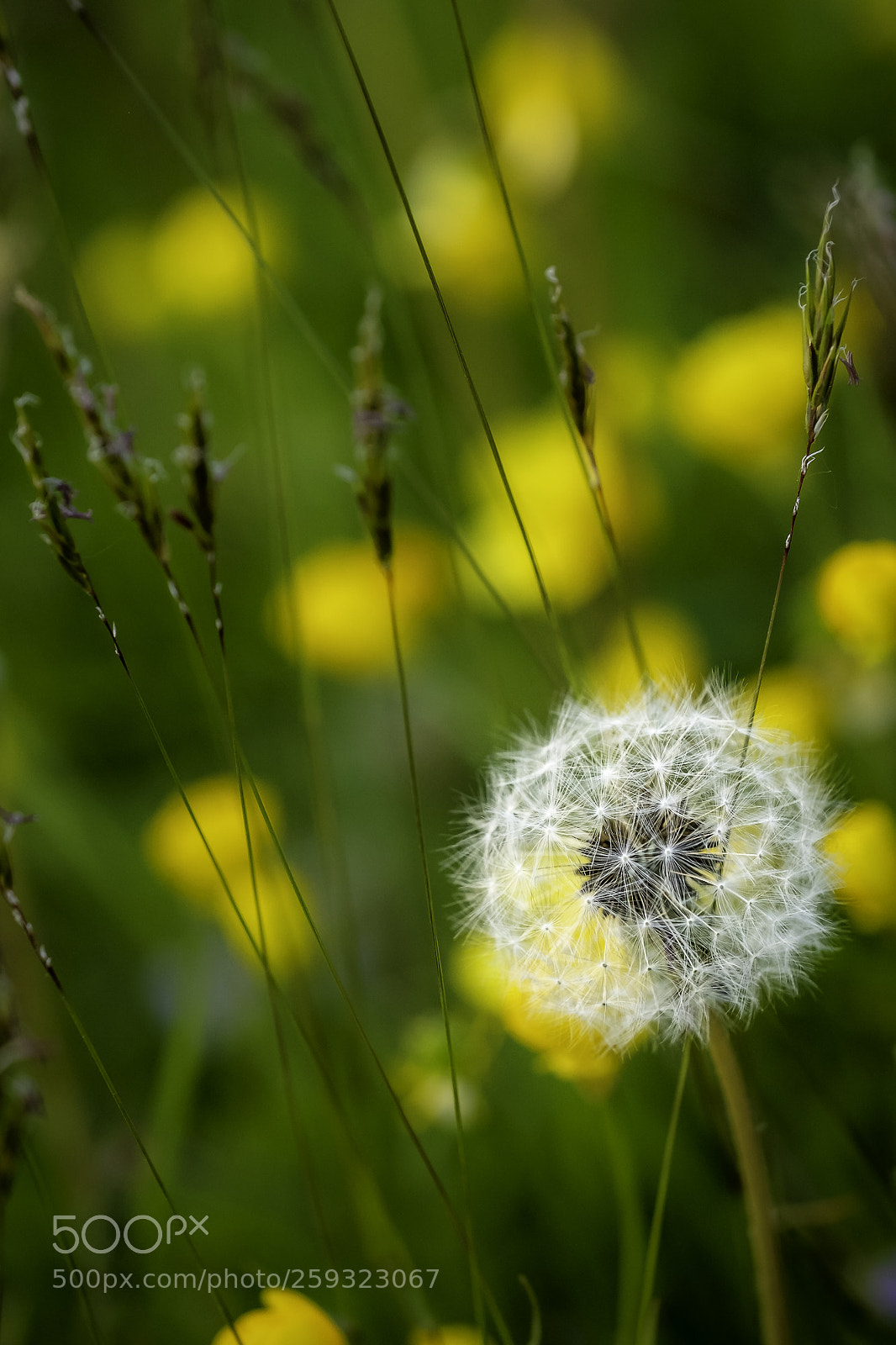 Fujifilm X-H1 sample photo. Seen in passing photography