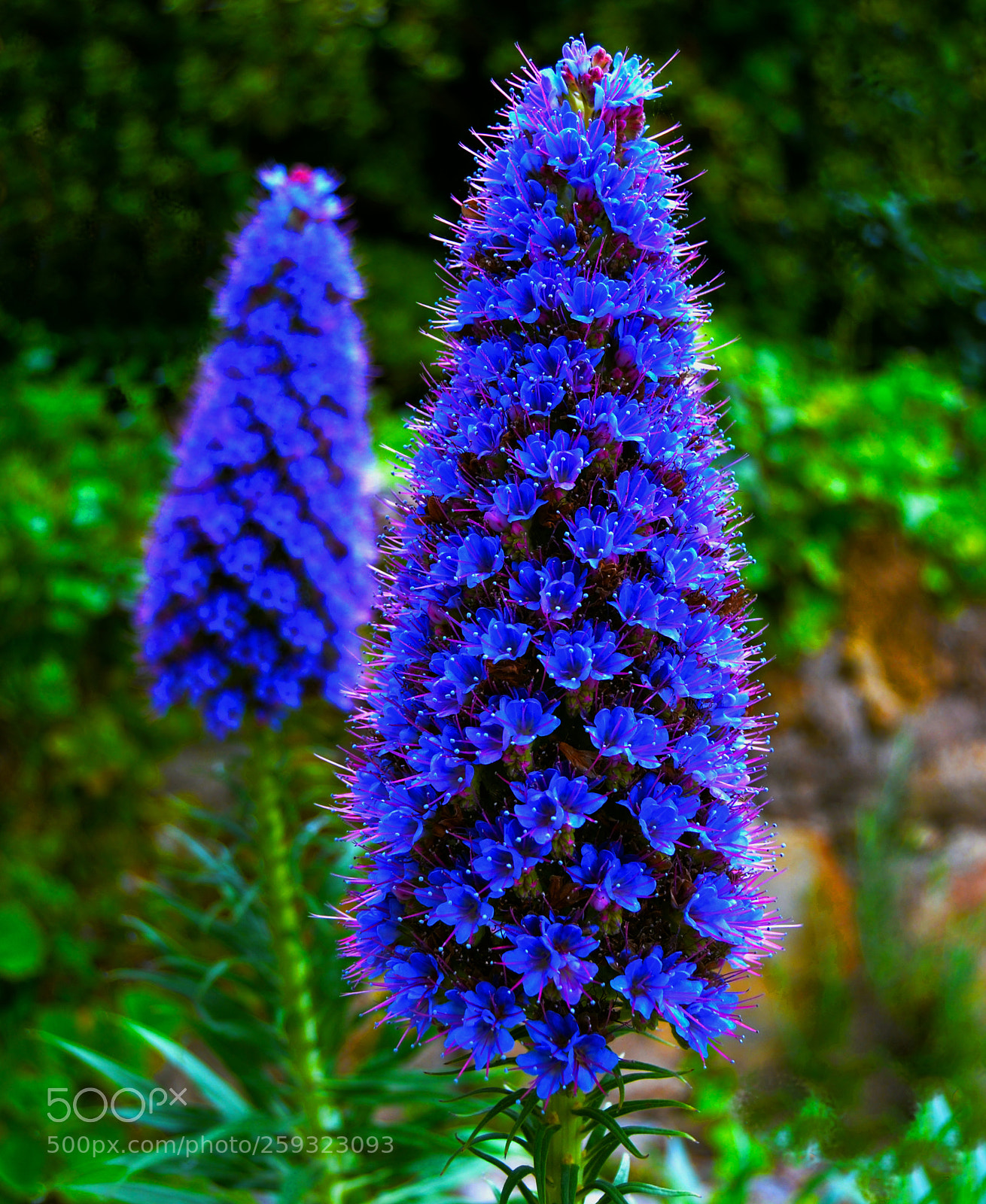 Nikon D3100 sample photo. Flor photography
