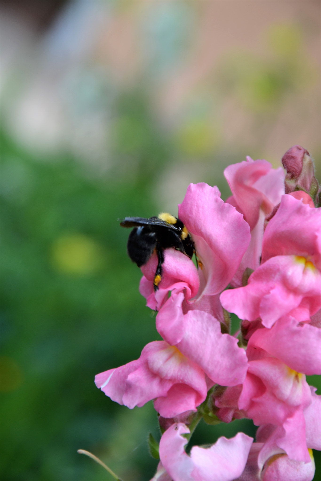 Nikon D3100 sample photo. Hornet at work photography