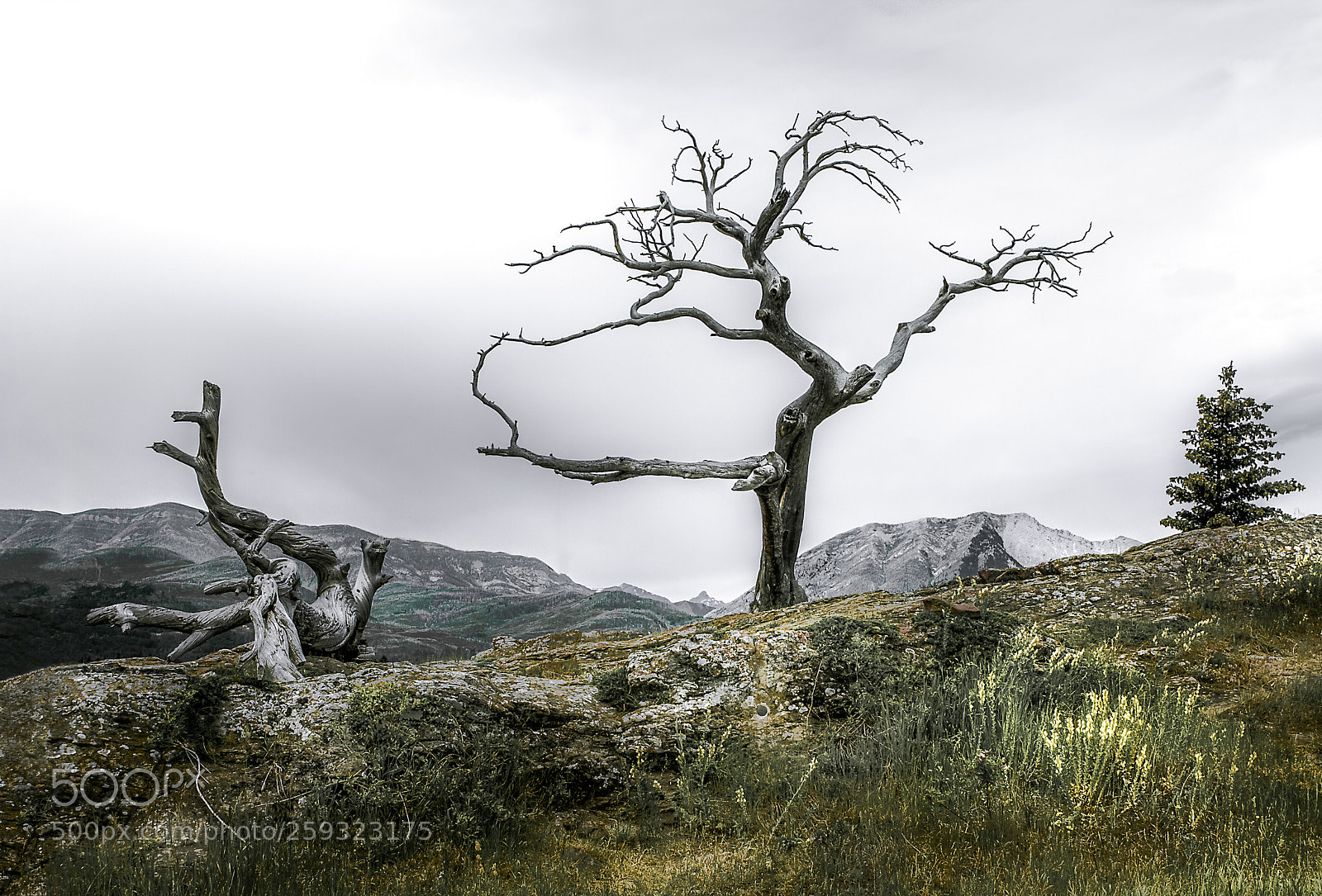 Canon EOS 7D sample photo. Burmis tree photography