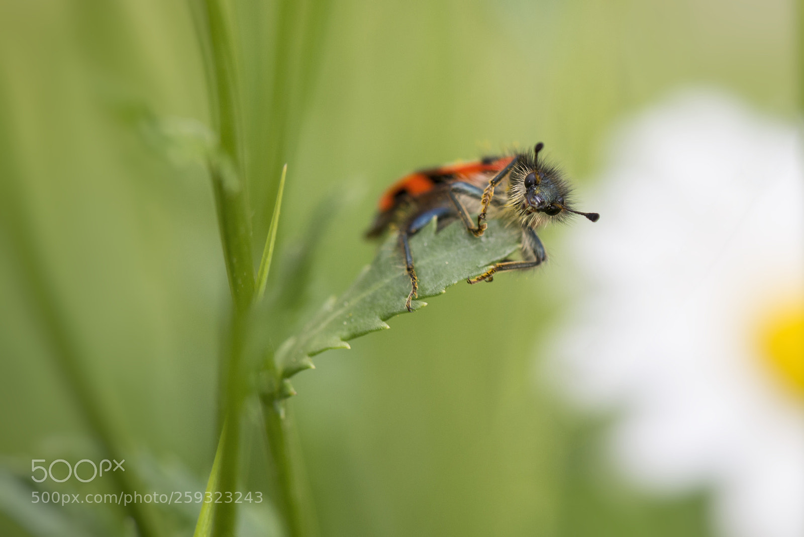 Nikon D610 sample photo. Bienenkäfer photography