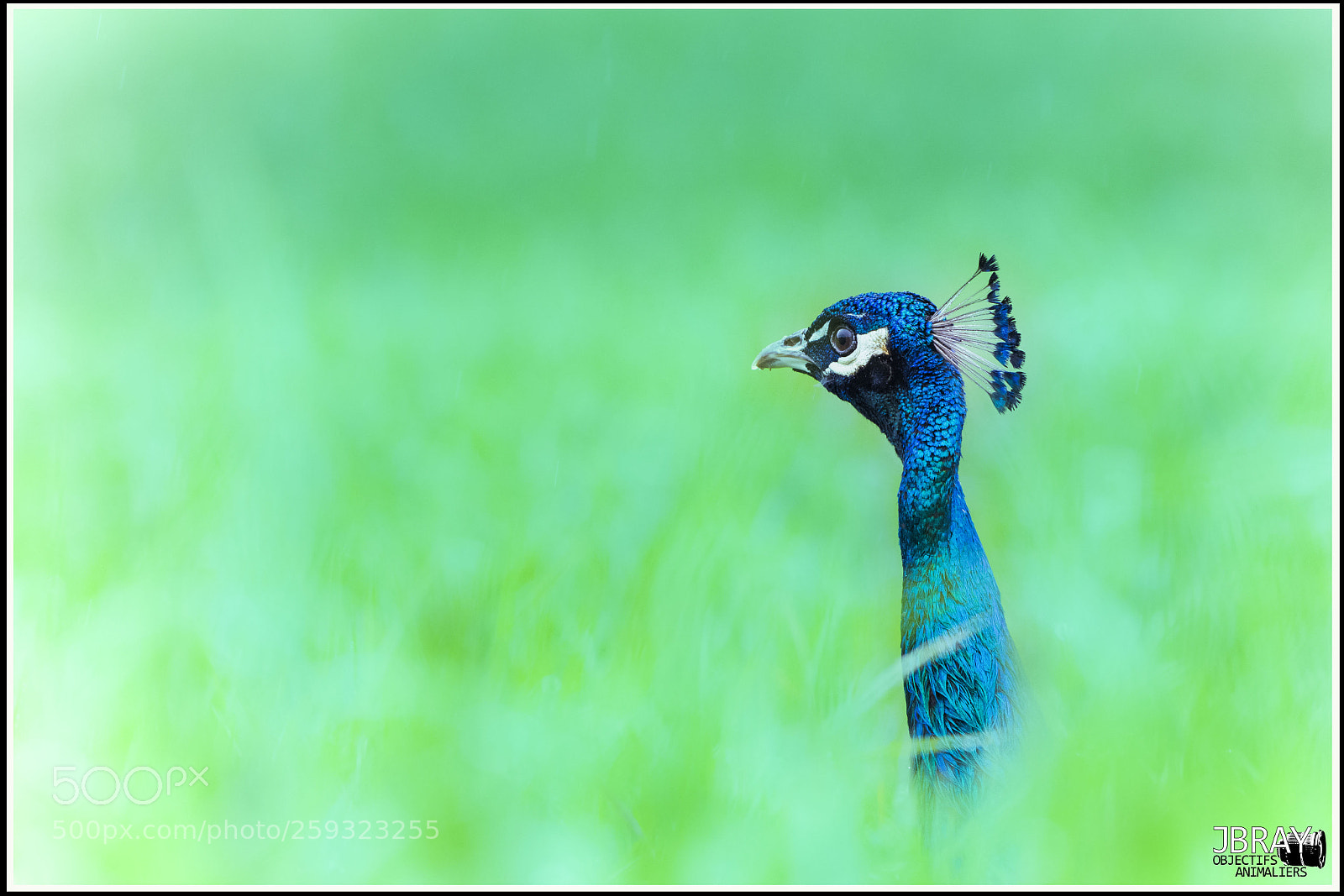 Nikon D7200 sample photo. Indian peafowl photography