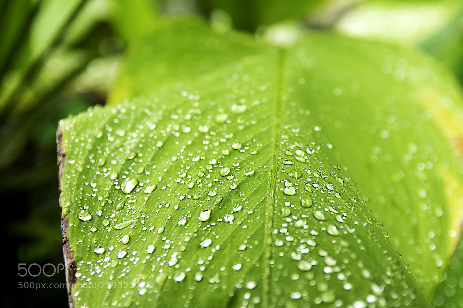 Nikon D500 sample photo. After the rain photography