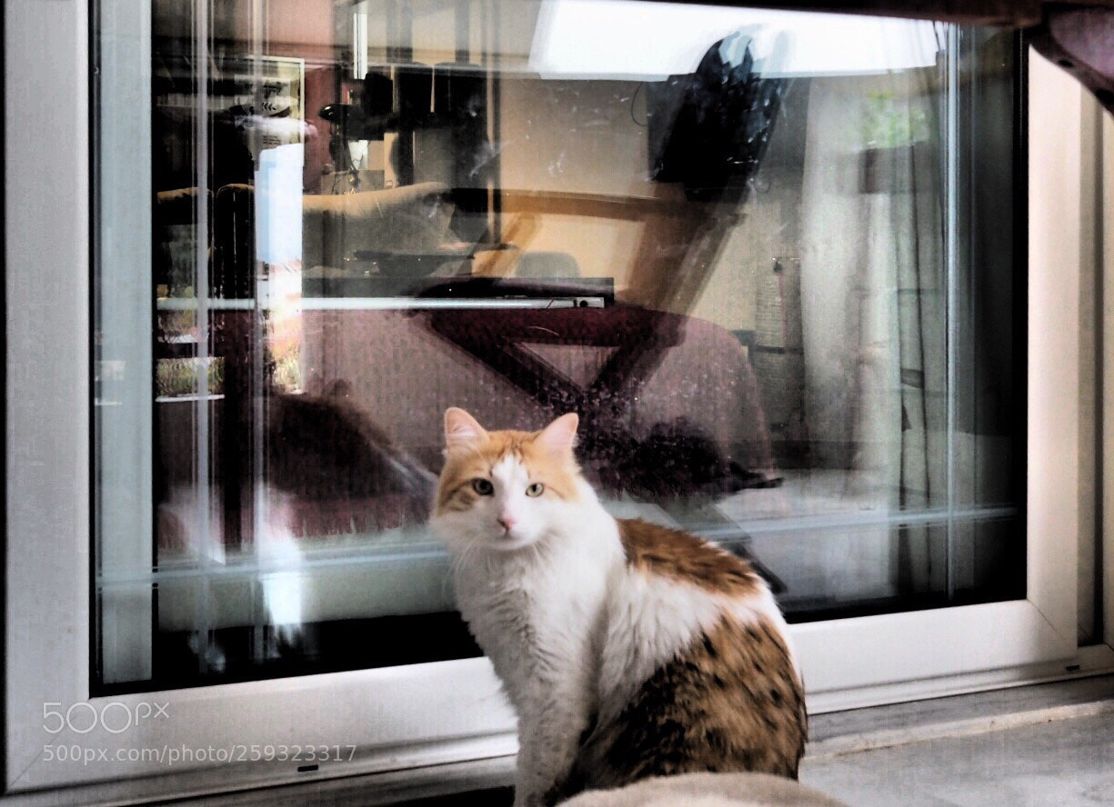 Olympus PEN-F sample photo. Cat and window photography