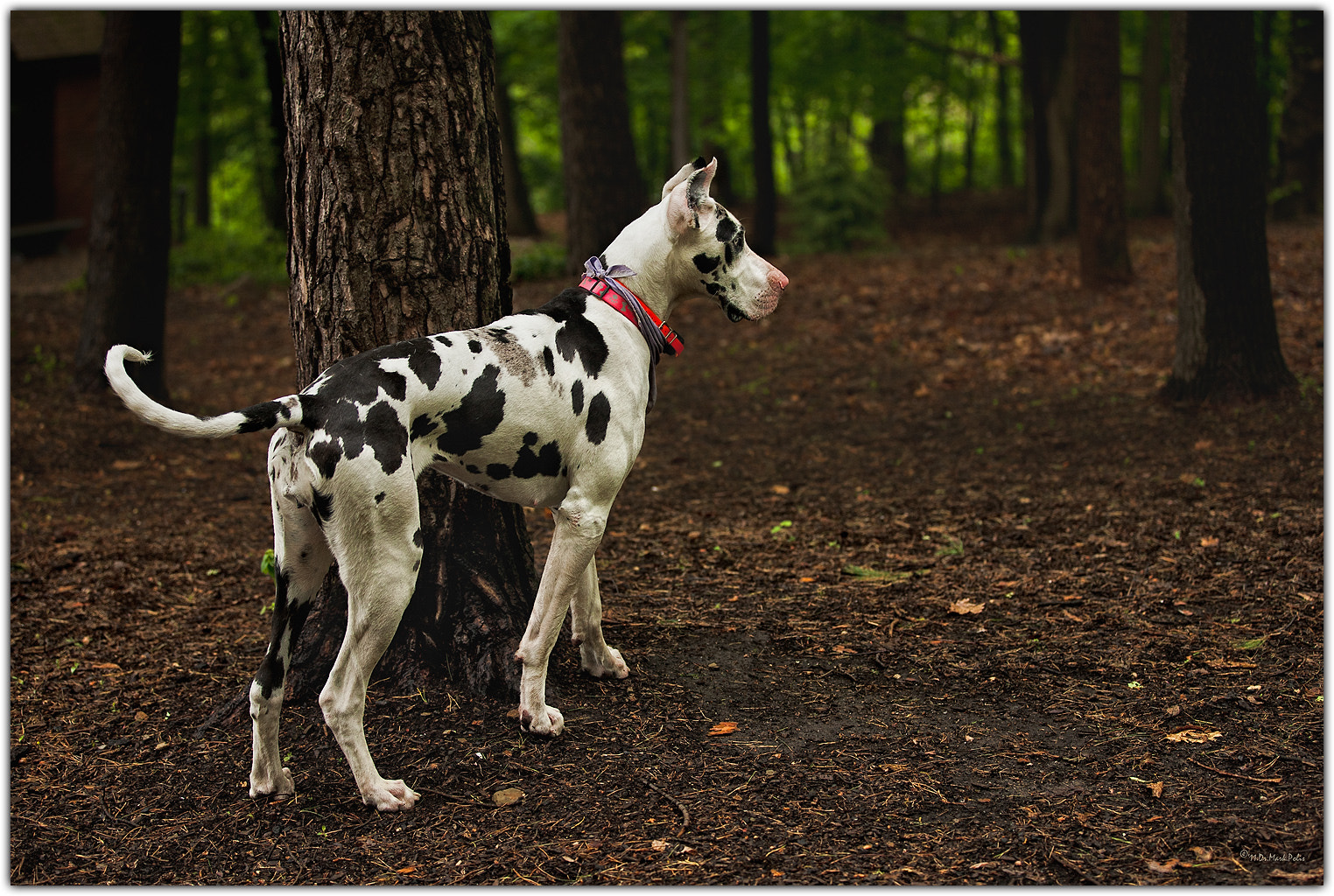 Canon EOS-1Ds Mark III sample photo. Ava the harlequin great dane photography