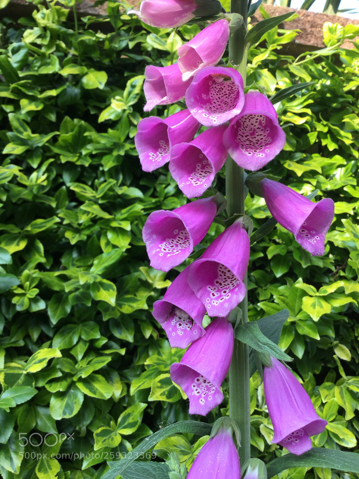 Apple iPod touch sample photo. Foxgloves photography