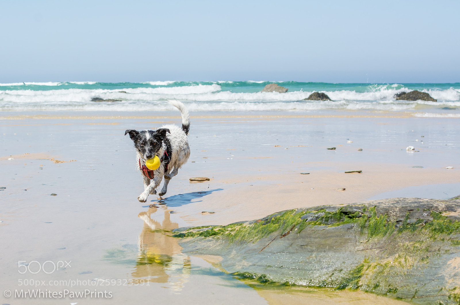 Nikon D7100 sample photo. Nibbler at watergate bay photography
