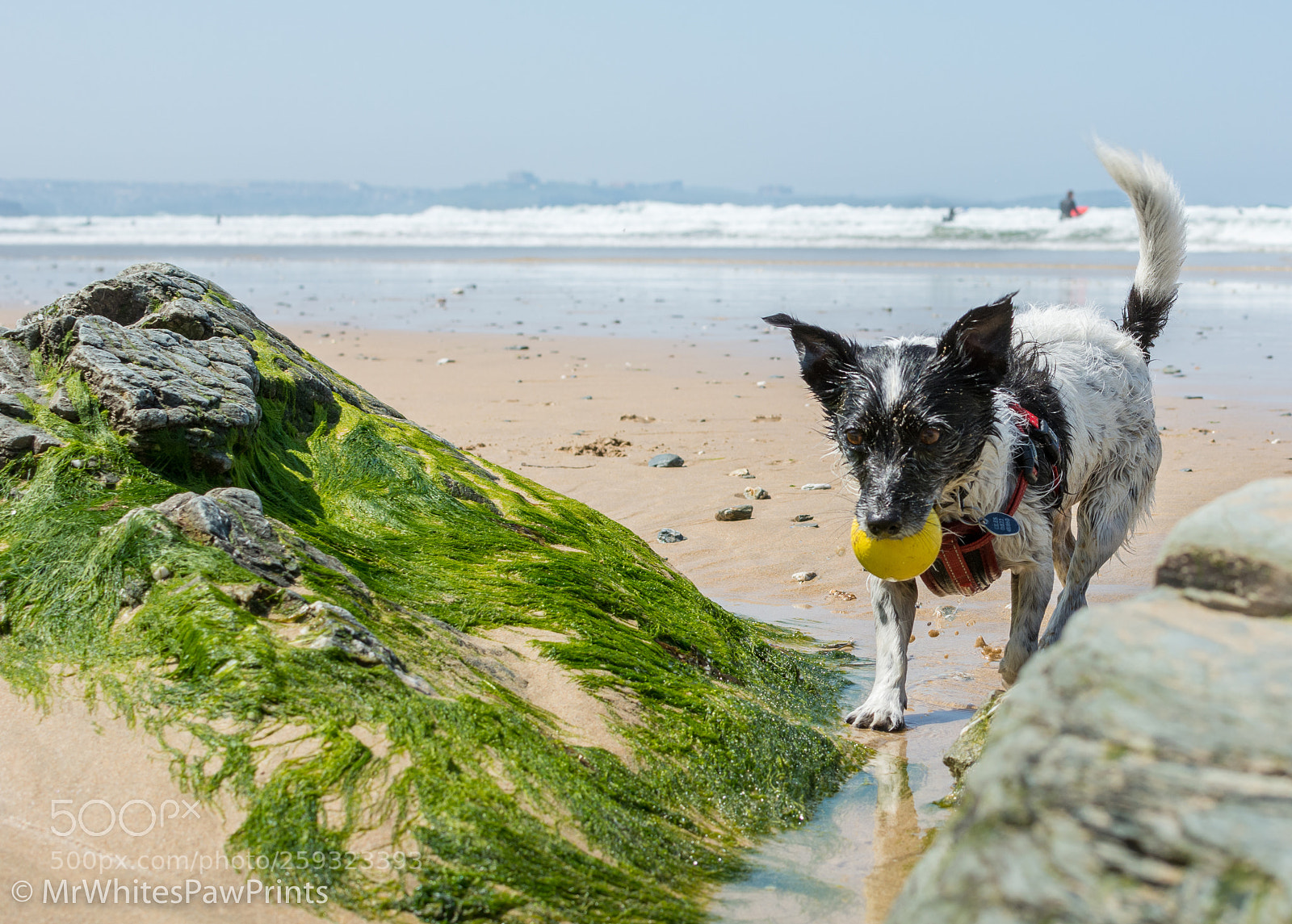 Nikon D7100 sample photo. Nibbler at watergate bay photography