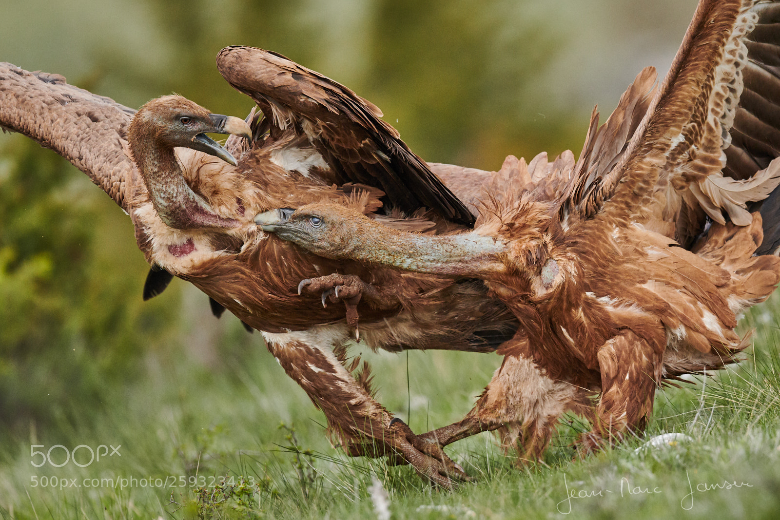 Nikon D850 sample photo. Vautoursfauvescevennes mai jean marcjansen photography