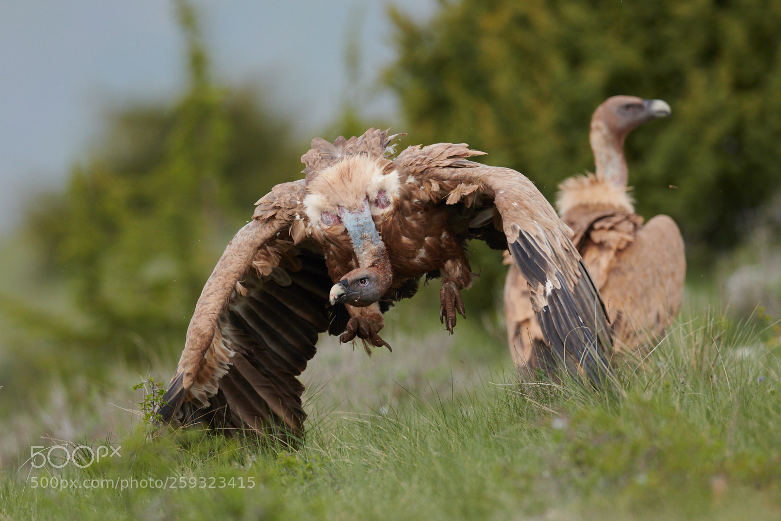 Nikon D850 sample photo. Vautoursfauvescevennes mai jean marcjansen photography