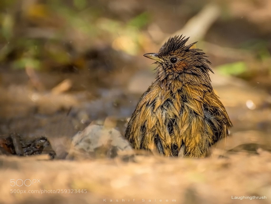 Nikon D7200 sample photo. Laughing thrush... washing thrush photography