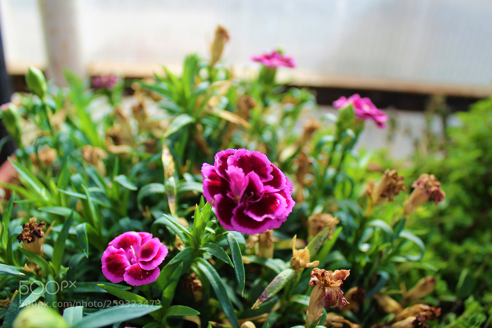 Canon EOS 1200D (EOS Rebel T5 / EOS Kiss X70 / EOS Hi) sample photo. Class critique photography