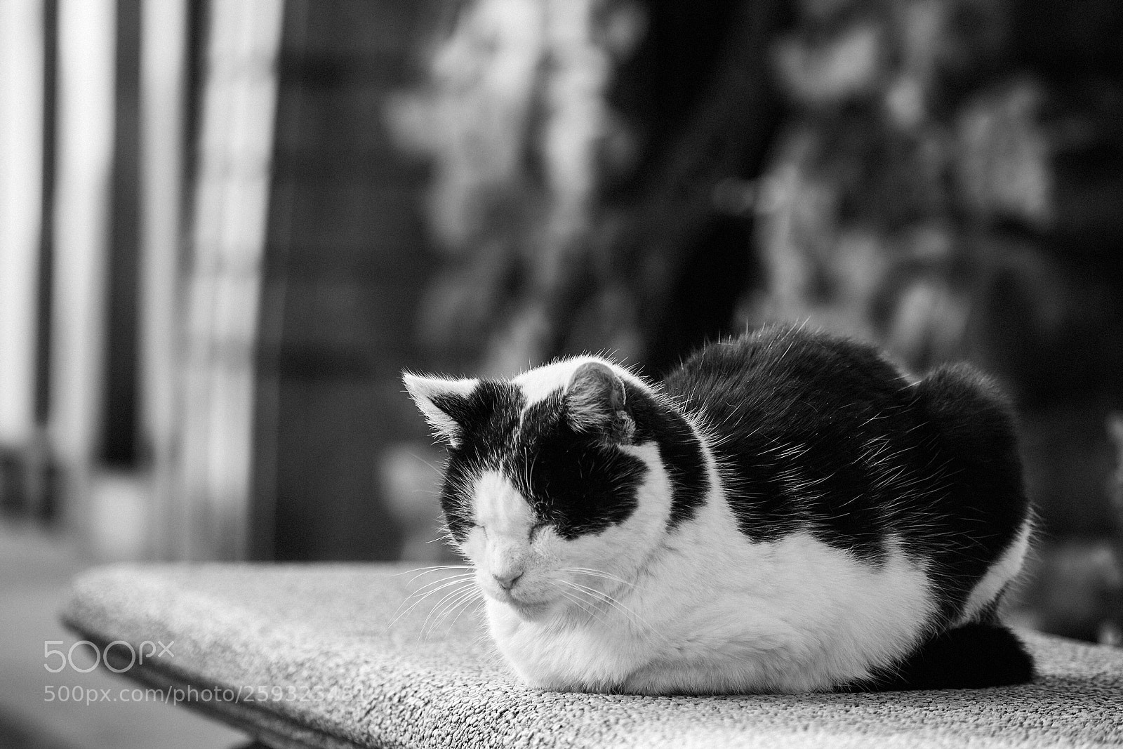 Nikon D5500 sample photo. Cat photography