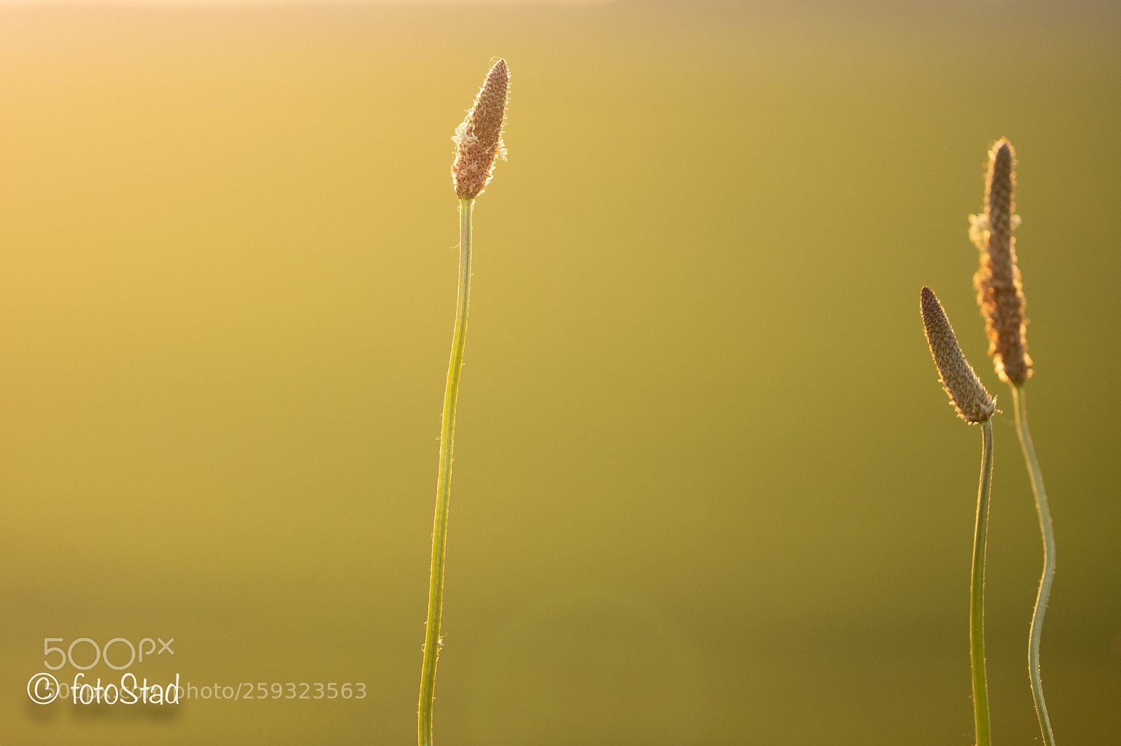 Canon EOS 6D Mark II sample photo. Golden hour flower photography