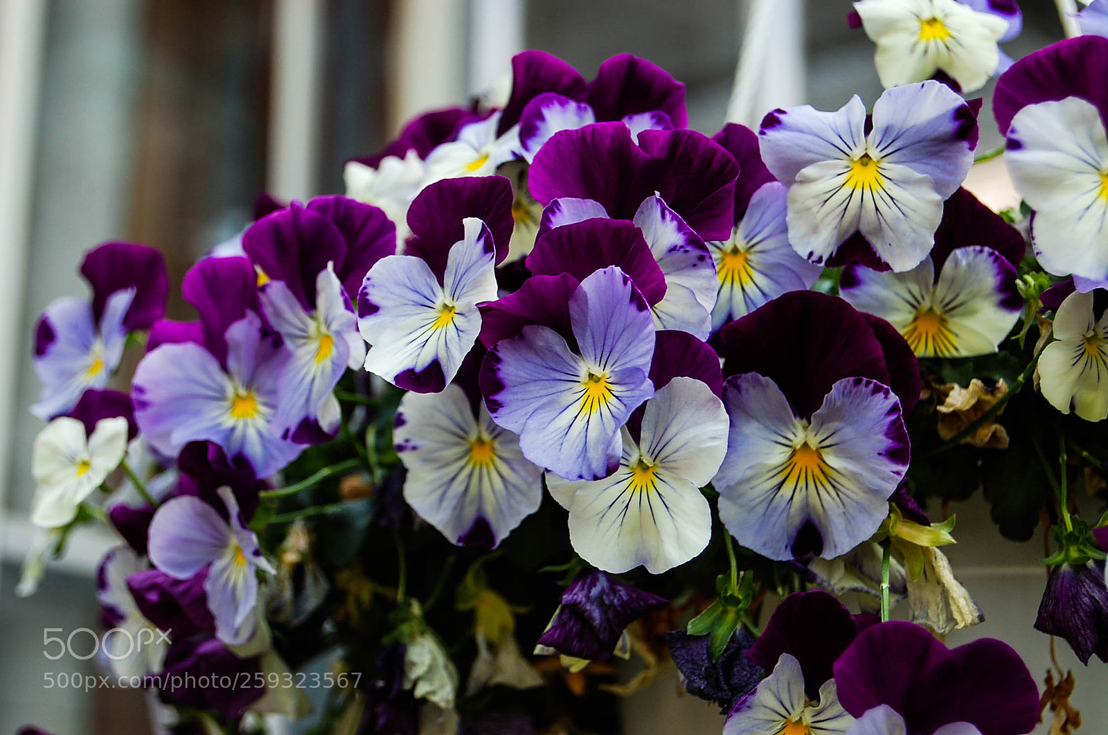 Nikon D40 sample photo. Violets photography