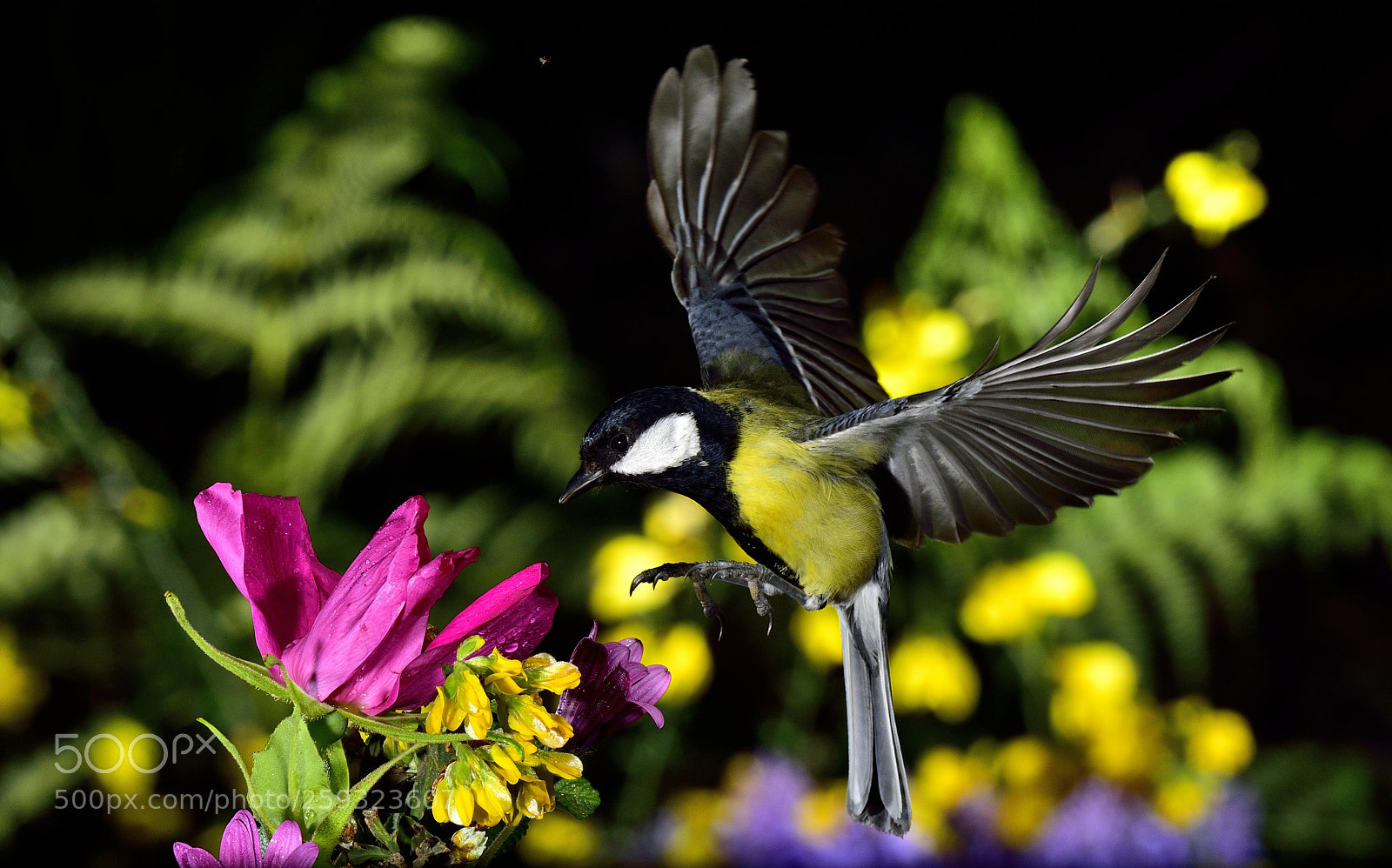Nikon D7100 sample photo. Raw photography