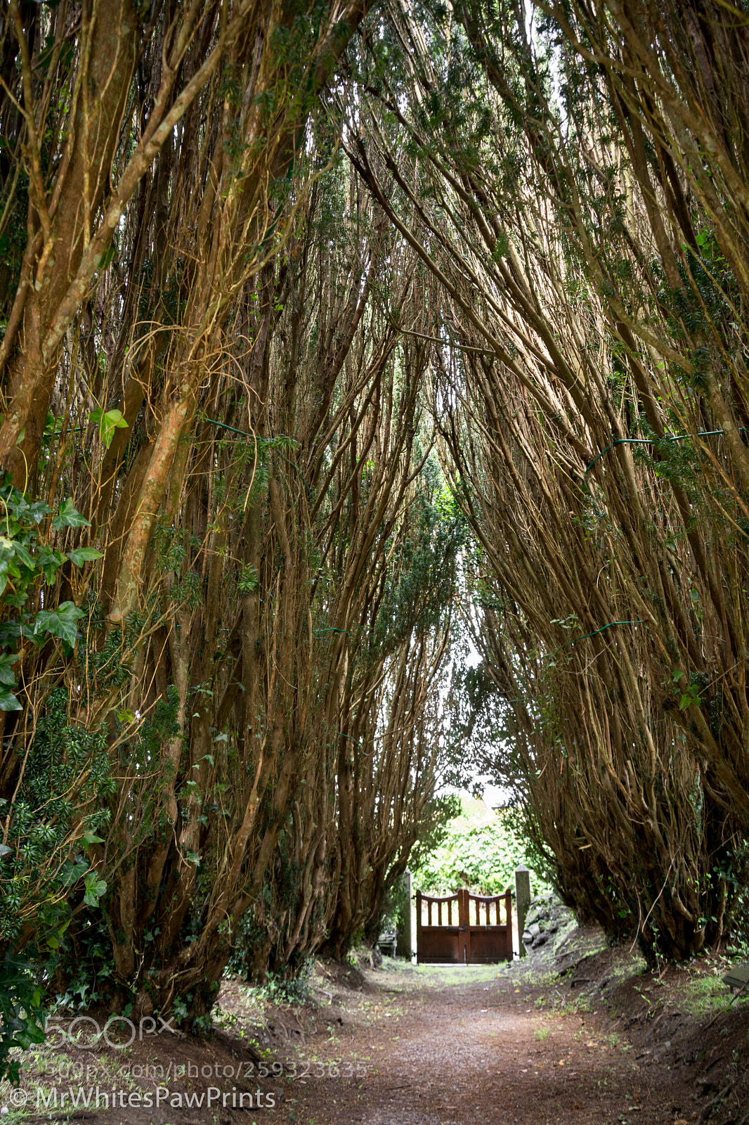 Nikon D7100 sample photo. Avenue of yew trees photography