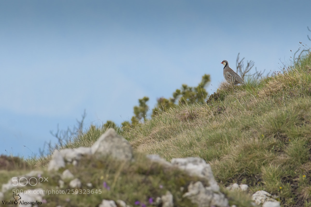 Nikon D500 sample photo. Coturnice delle alpi photography