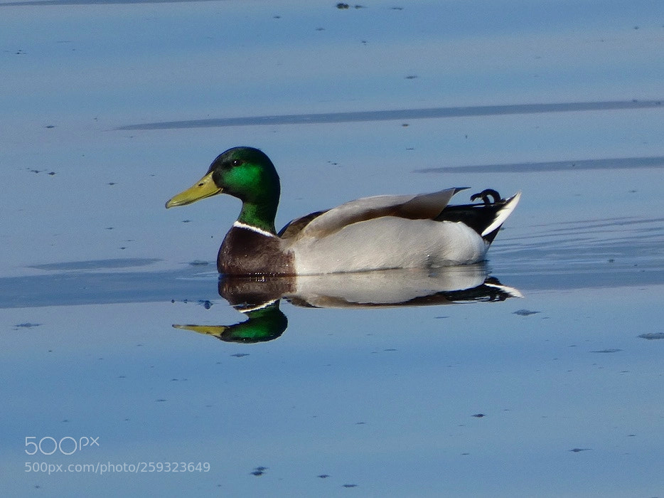 Panasonic Lumix DC-FZ80 (Lumix DC-FZ82) sample photo. Mallard with reflections photography