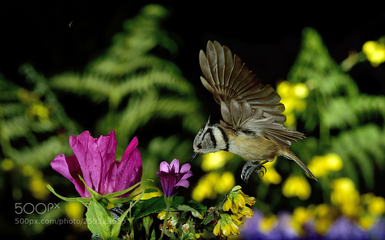 Nikon D7100 sample photo. Raw photography