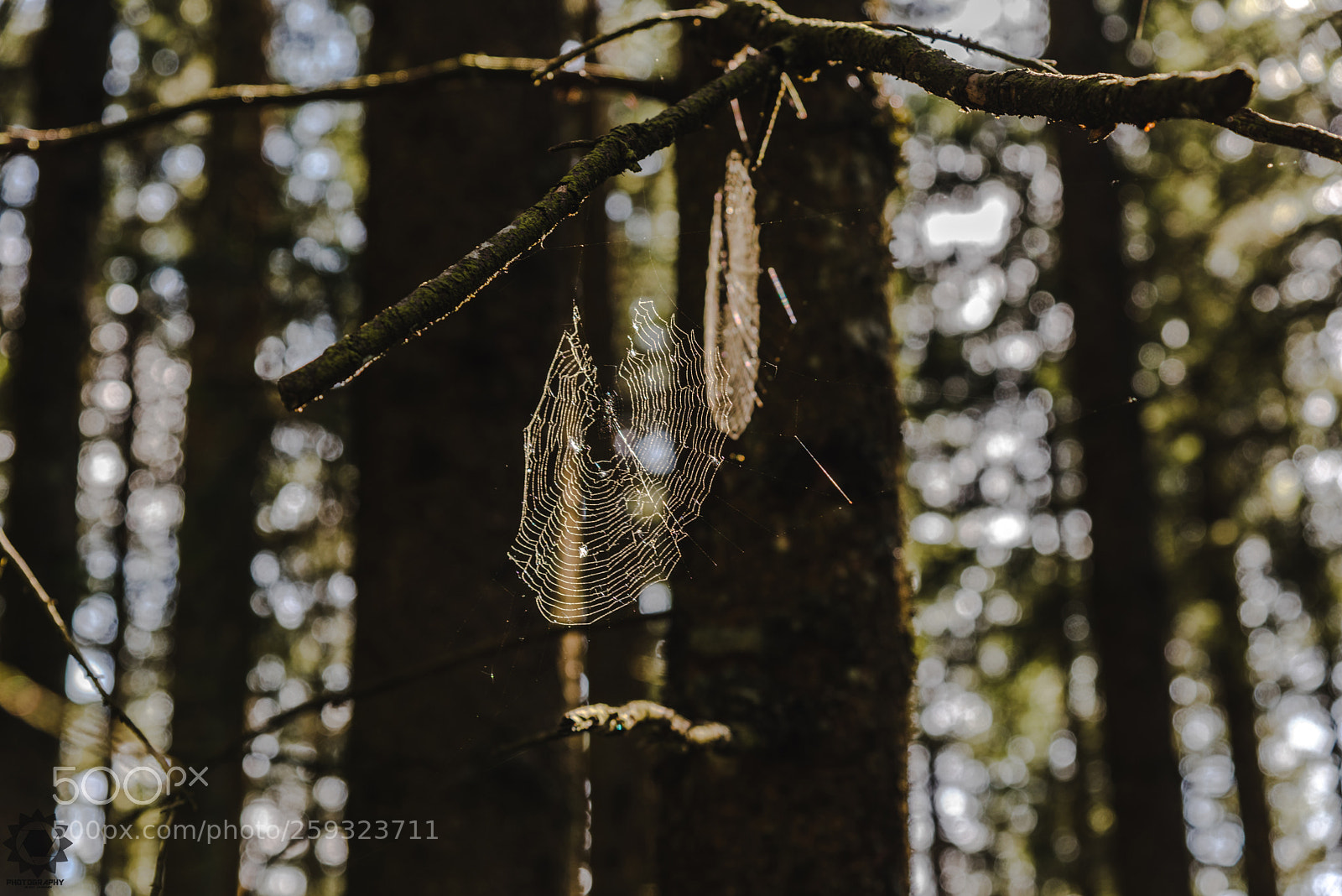Nikon D750 sample photo. Spider at work photography