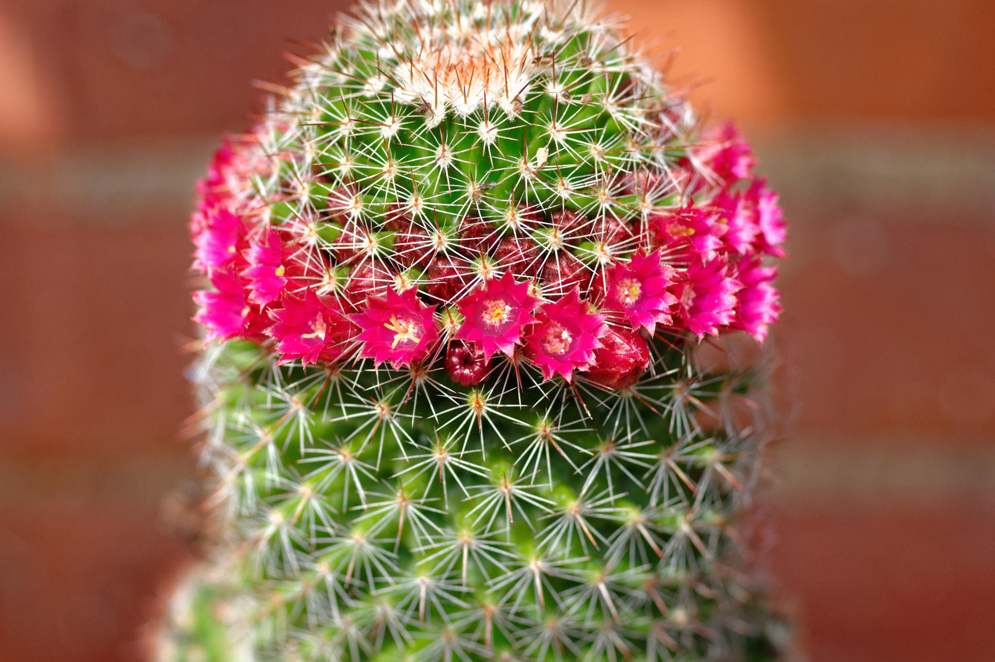 Pentax K-3 II + Pentax smc D-FA 50mm F2.8 Macro sample photo. Pentax k3 11 50mm macro . cactus . photography