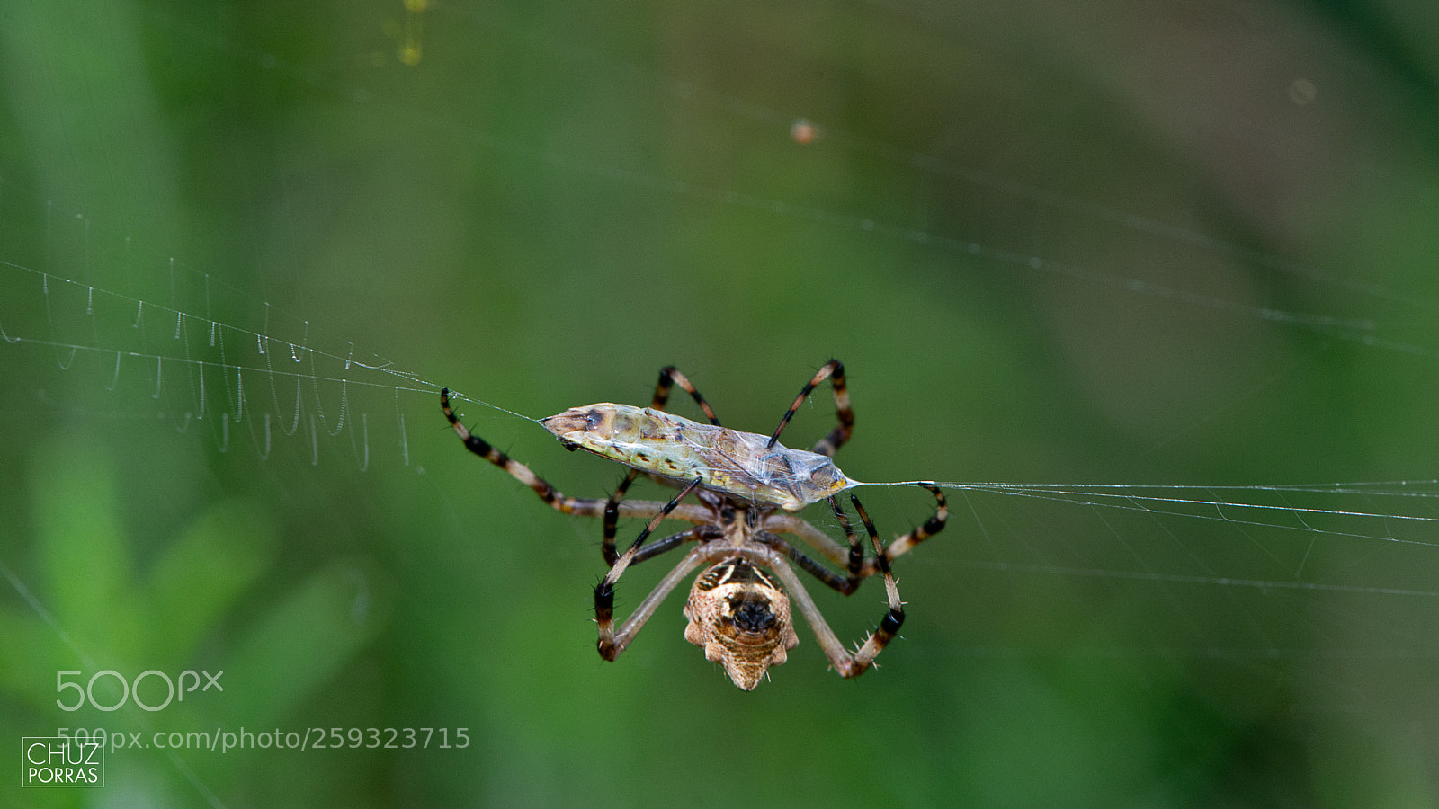 Nikon D7100 sample photo. Predator and prey photography