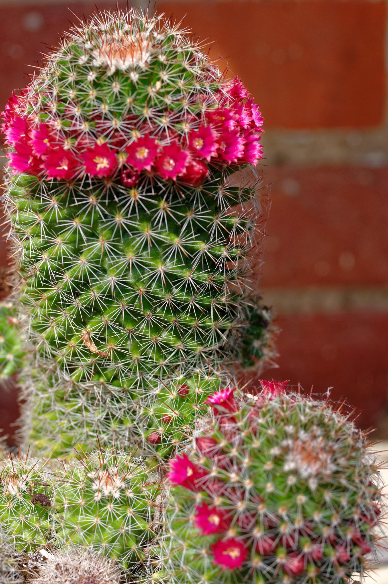 Pentax K-3 II sample photo. Pentax k3 11 50mm macro . cactus . photography