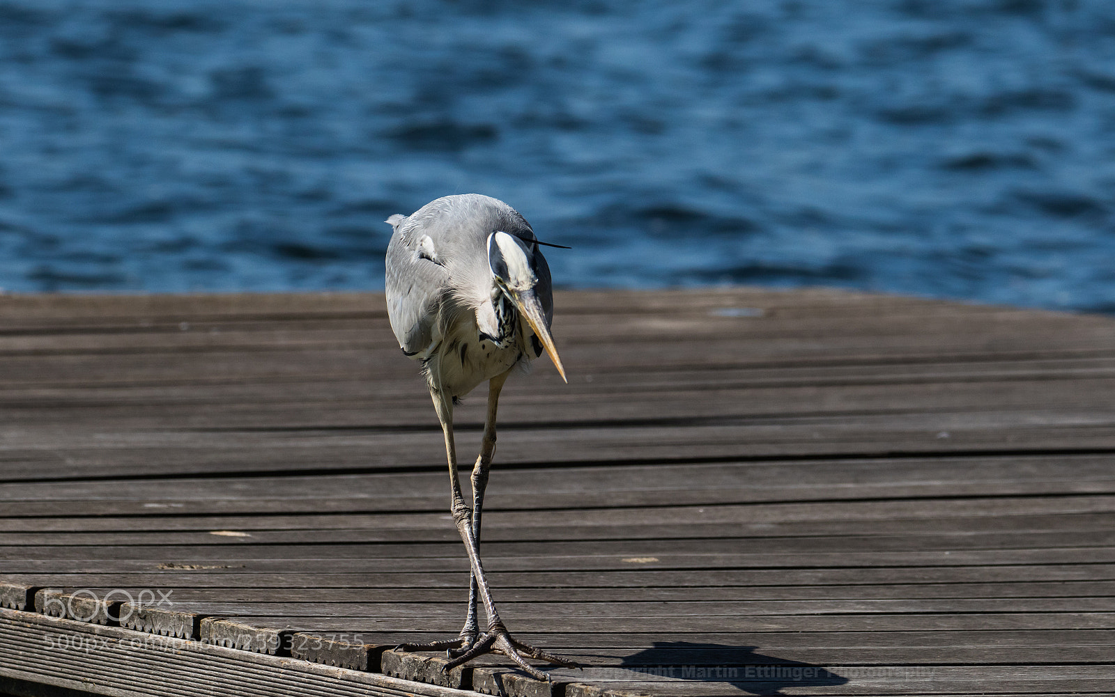 Canon EOS 7D Mark II sample photo. Grey heron (ardea cinerea)   21052018 photography